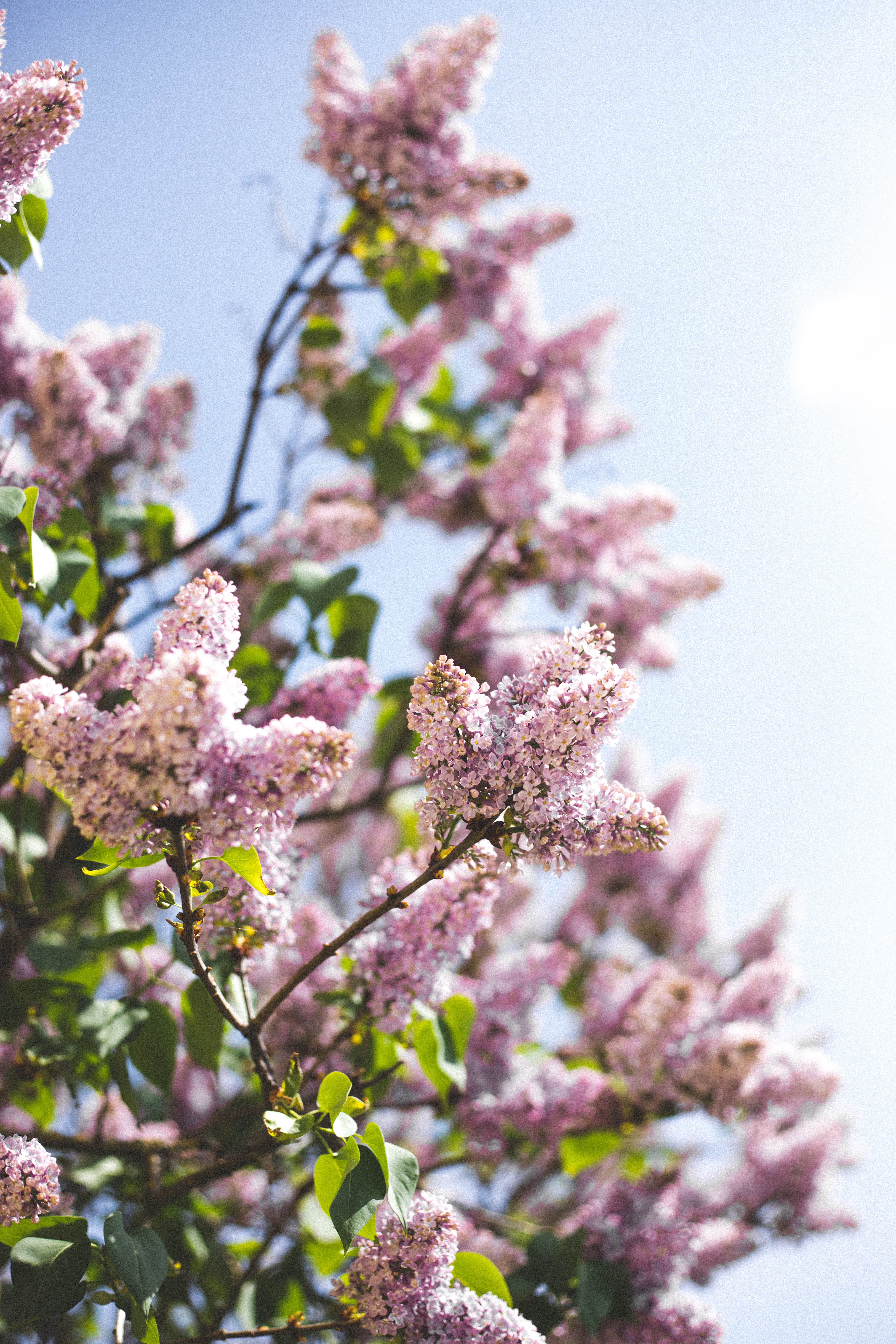 pink, flower, photography, blossom, green, summer, nature, hope, day, pink color, growth, botany, flowers, bright, springvibe, blur, lilac, blue, tree, Phone HD Wallpaper