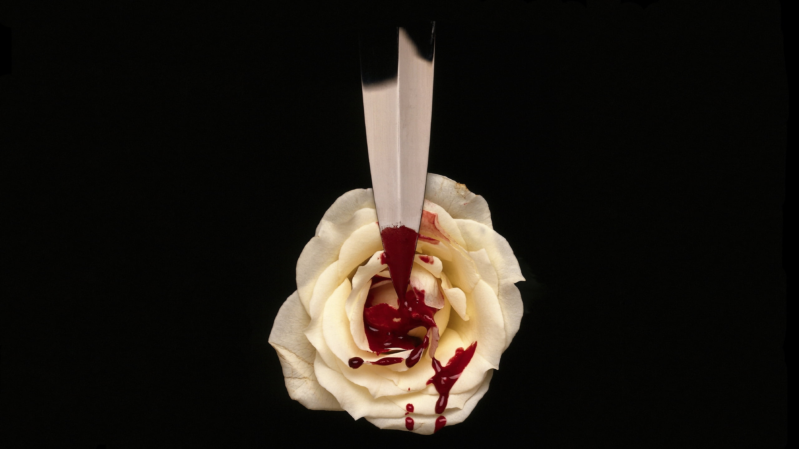 studio shot, cut out, black Color, freshness, BLOOD, holding, 2K, DROPS, temptation, red, rose - Flower, indulgence, isolated On Black, black Background, HD Wallpaper