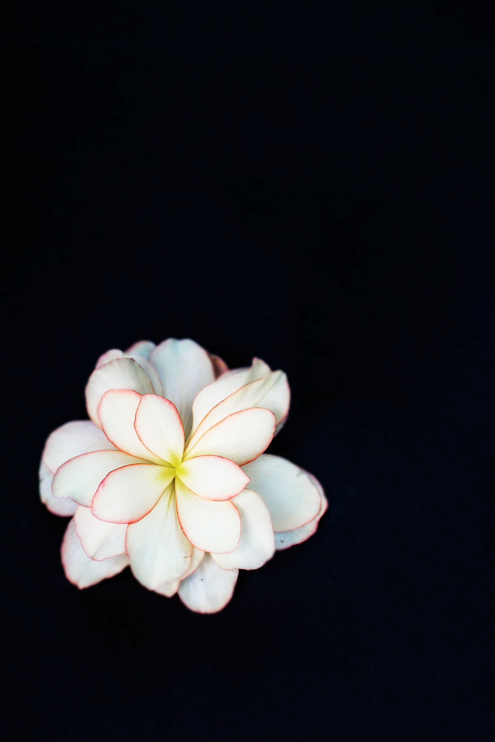black background, bloom, copy space, fresh, photography, flower head, nature, flowering plant, blossom, white, no people, floral, holding, bright, petaled, Phone HD Wallpaper