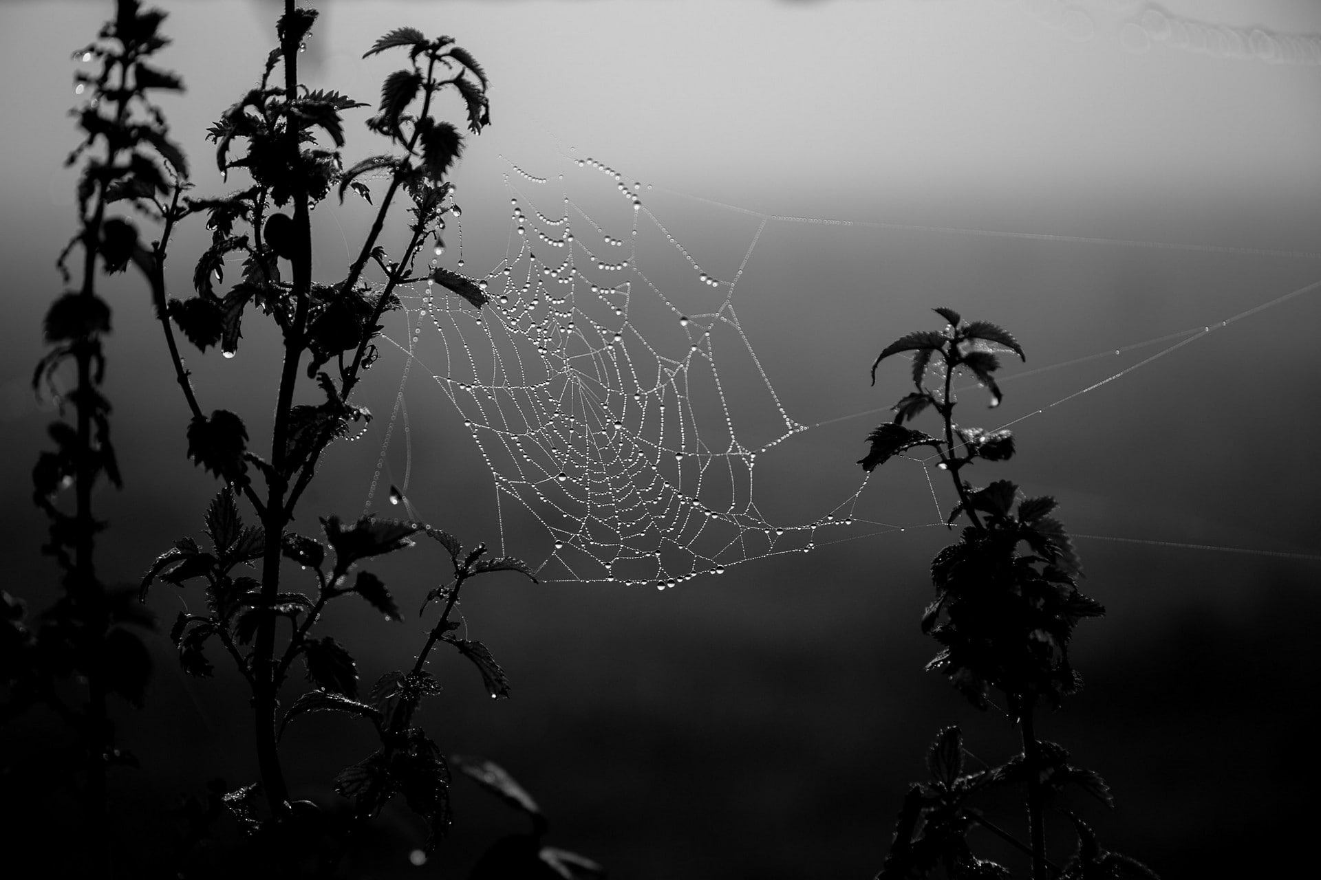 gray, monochrome, dew, black, spiderwebs, dark, water drops, 1080P, HD Wallpaper