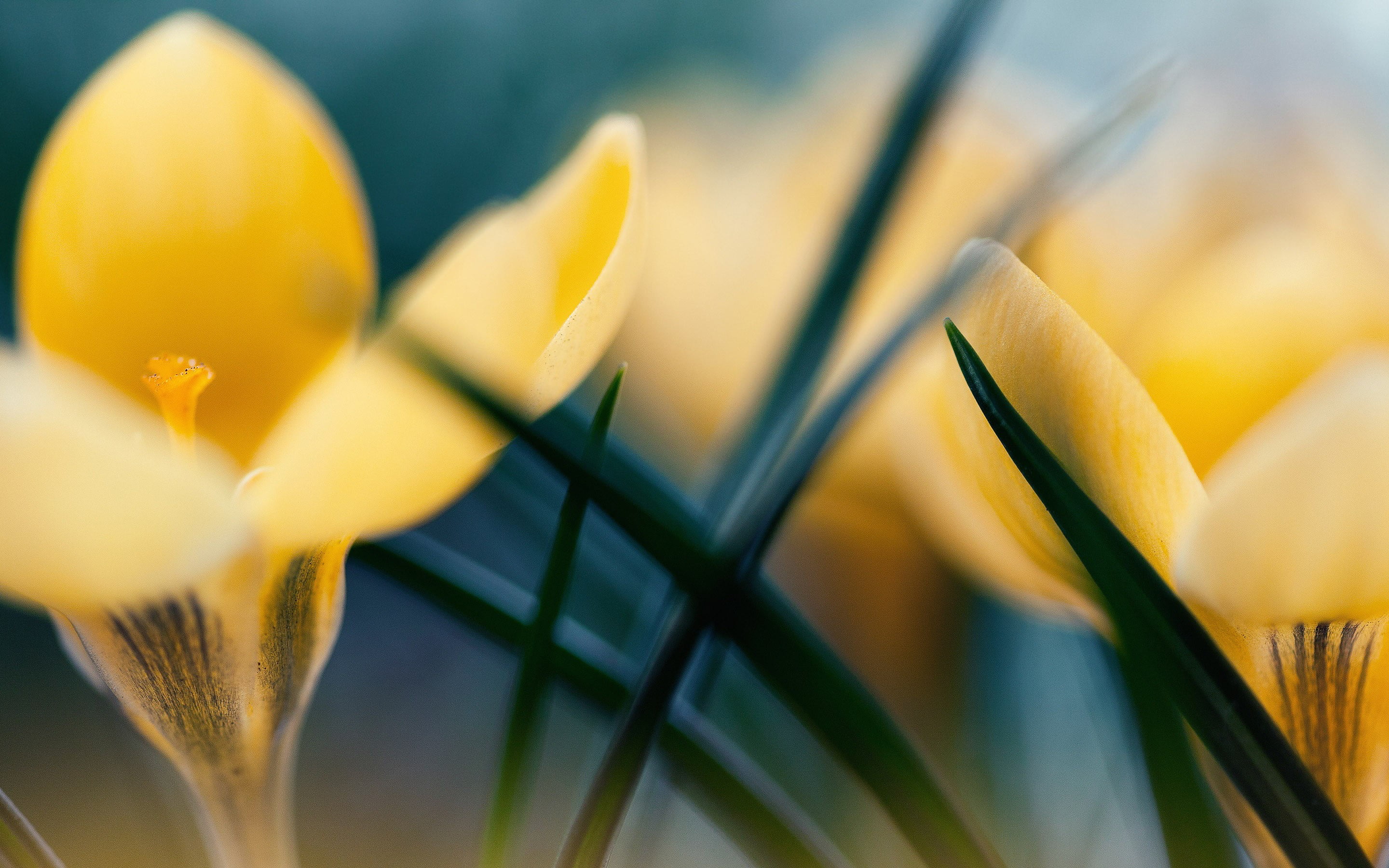 fragility, tulip, softness, plants, vulnerability, macro, yellow flowers, no people, soft focus, close-up, flower head, yellow, petal, growth, outdoors, HD Wallpaper