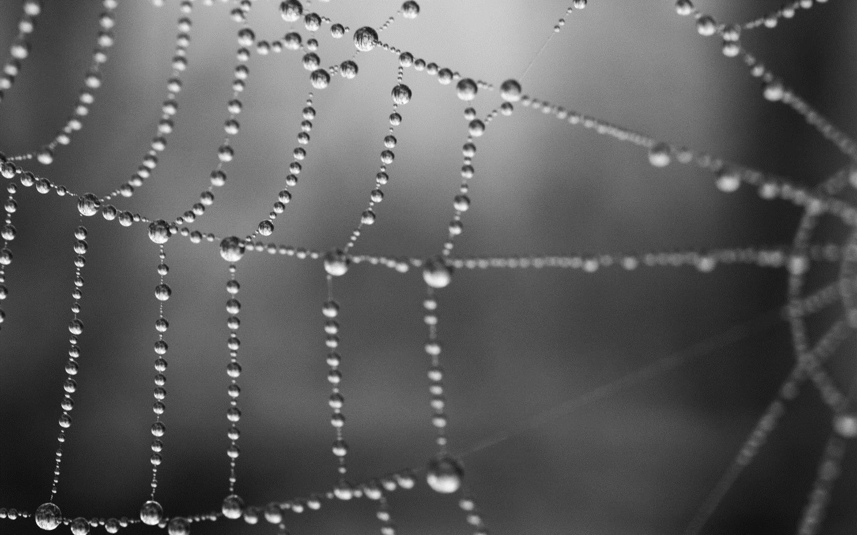 720P, spiderwebs, monochrome, water drops, HD Wallpaper