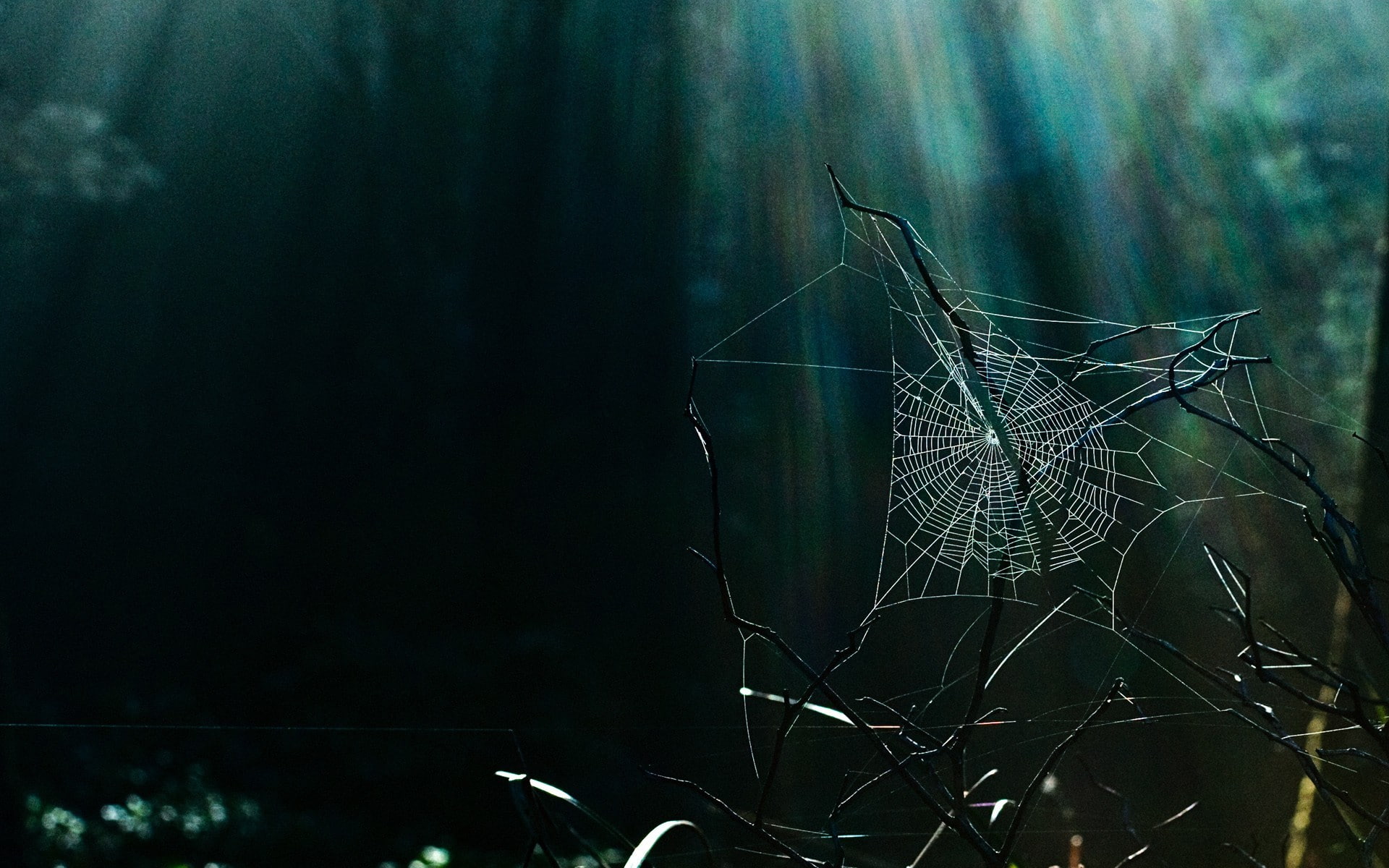 1080P, sun rays, spiderwebs, branch, nature, HD Wallpaper