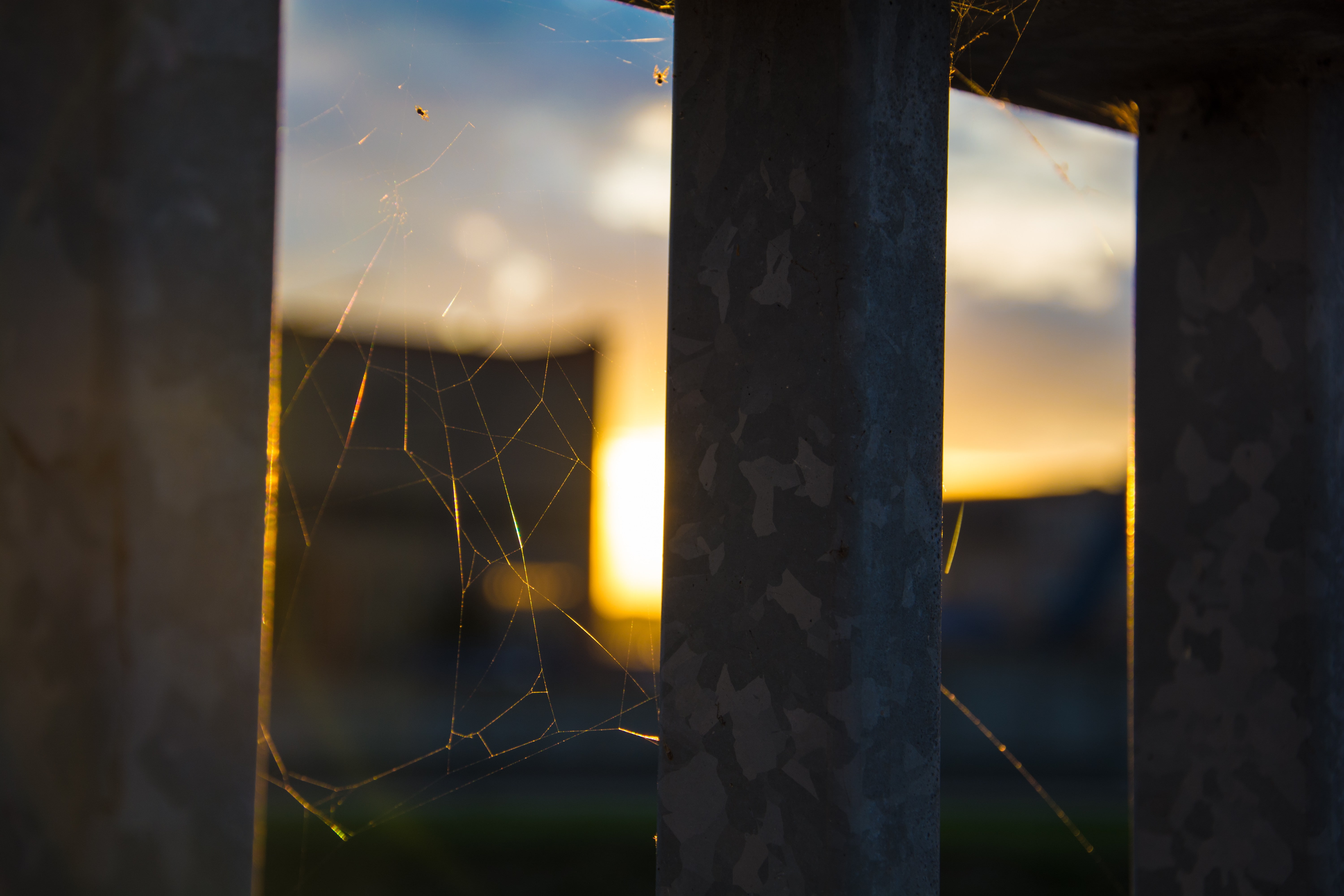 tree trunk, nature, close-up, spiderwebs, architecture, outdoors, spider web, plant, window, sunlight, 5K, built structure, focus on foreground, damaged, HD Wallpaper