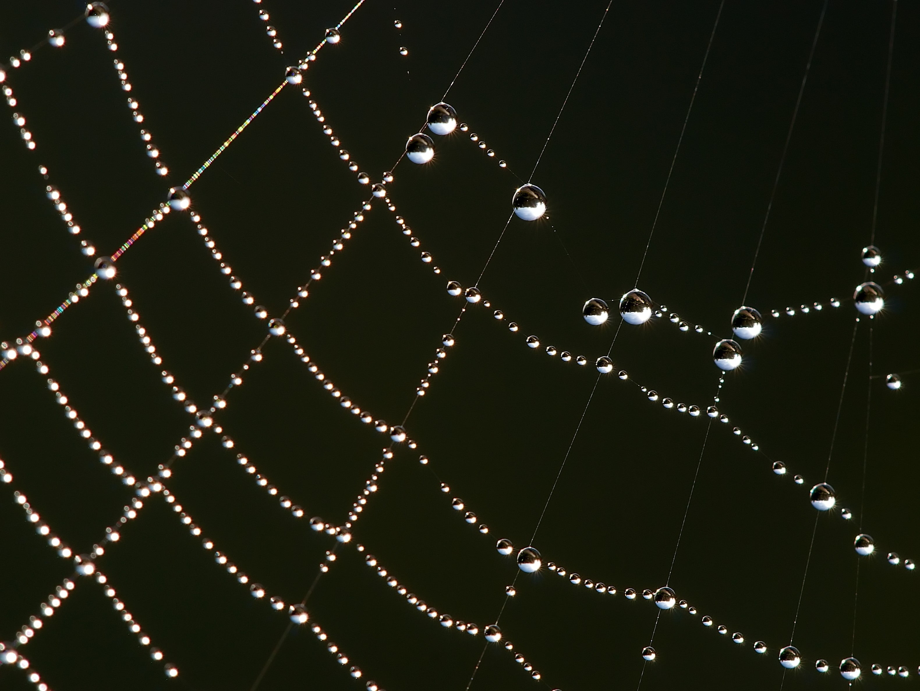 no people, vulnerability, metal, purity, string, fragility, black background, water, night, decoration, spider web, drop, backgrounds, studio shot, full frame, HD Wallpaper