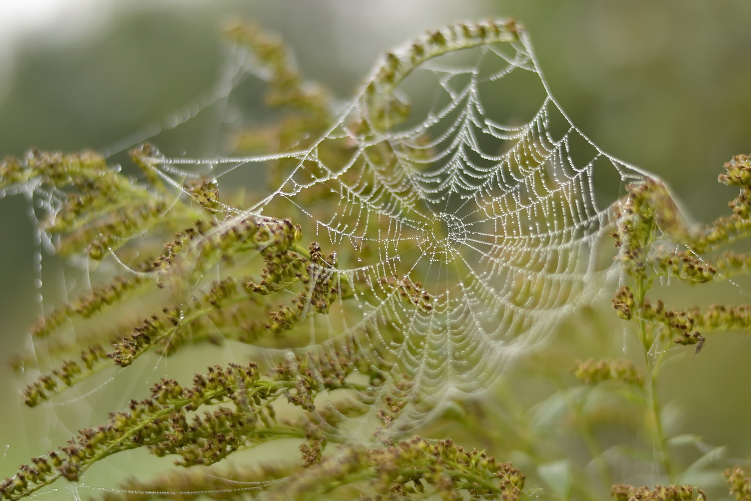 2K, beauty in nature, no people, fragility, growth, spiderwebs, green color, spider web, natural pattern, complexity, outdoors, focus on foreground, plants, HD Wallpaper