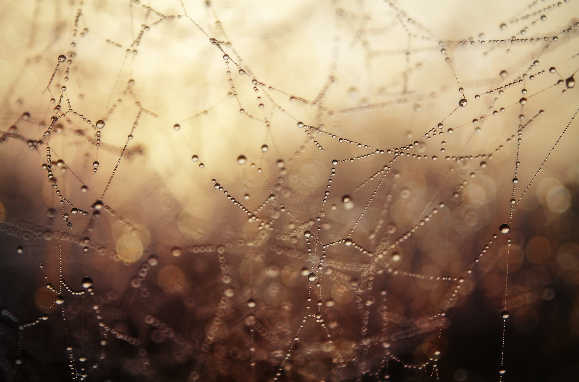 water drops, 1080P, macro, depth of field, spiderwebs, HD Wallpaper
