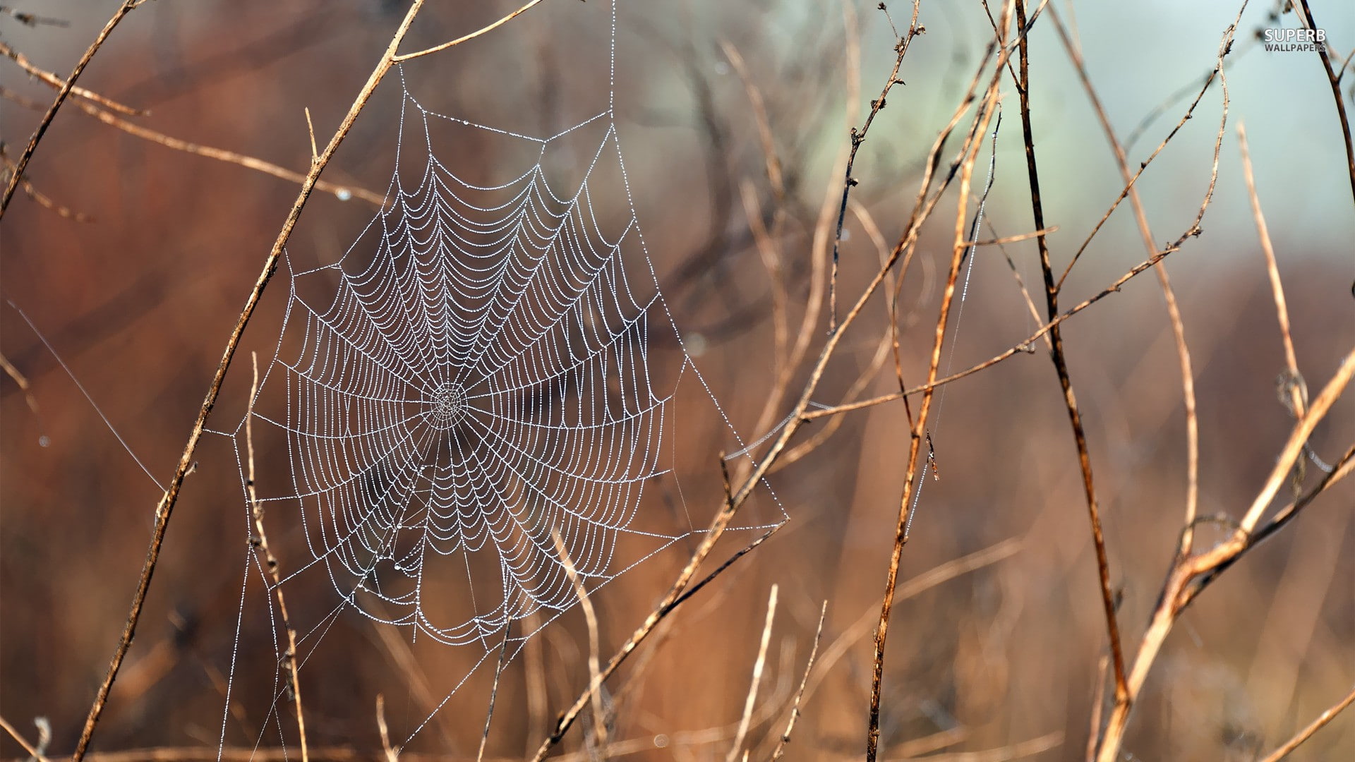 nature, animals, spiderwebs, 1080P, HD Wallpaper