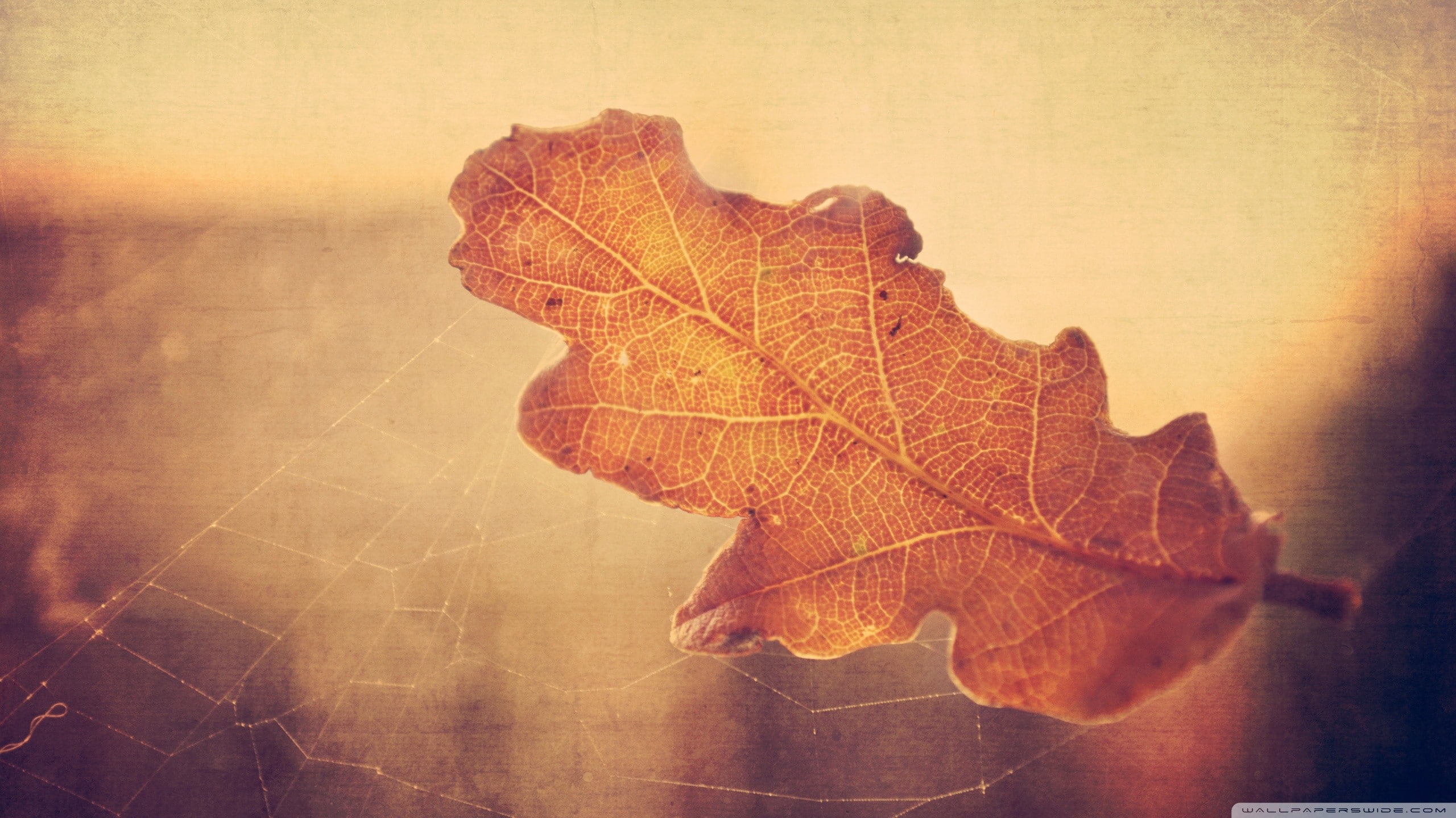 sky, autumn, plant part, close-up, natural pattern, orange color, fragility, dry, nature, day, sunlight, spiderwebs, plant, 2K, no people, maple leaf, HD Wallpaper