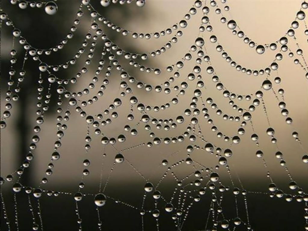 freshness, fragility, raindrop, wet, beauty in nature, vulnerability, nature, pattern, drop, close-up, outdoors, focus on foreground, refreshment, rain, HD Wallpaper