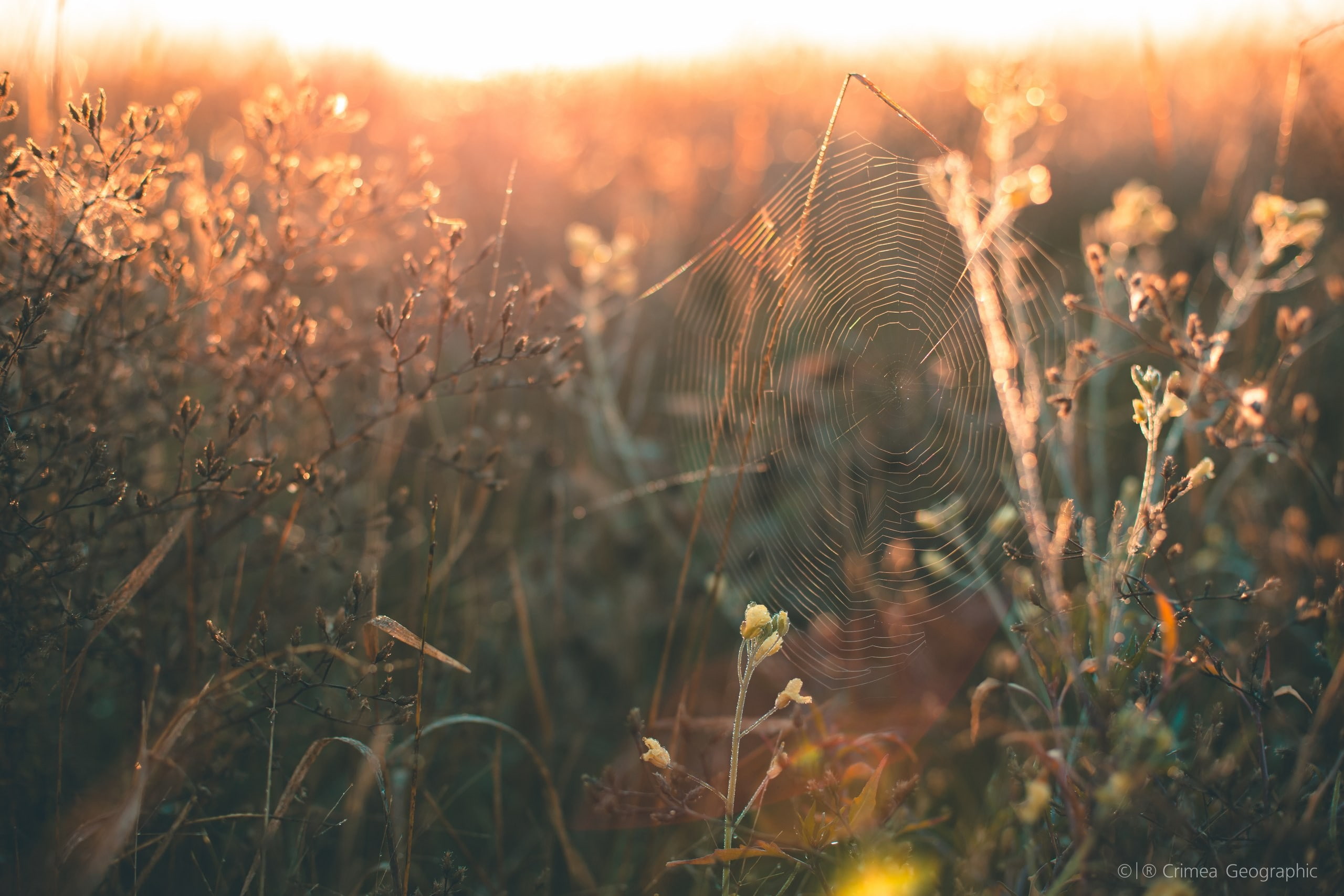 Crimea, land, nature, growth, no people, tranquility, landscape, outdoors, spiderwebs, vulnerability, fragility, sunset, sky, focus on foreground, sun, HD Wallpaper