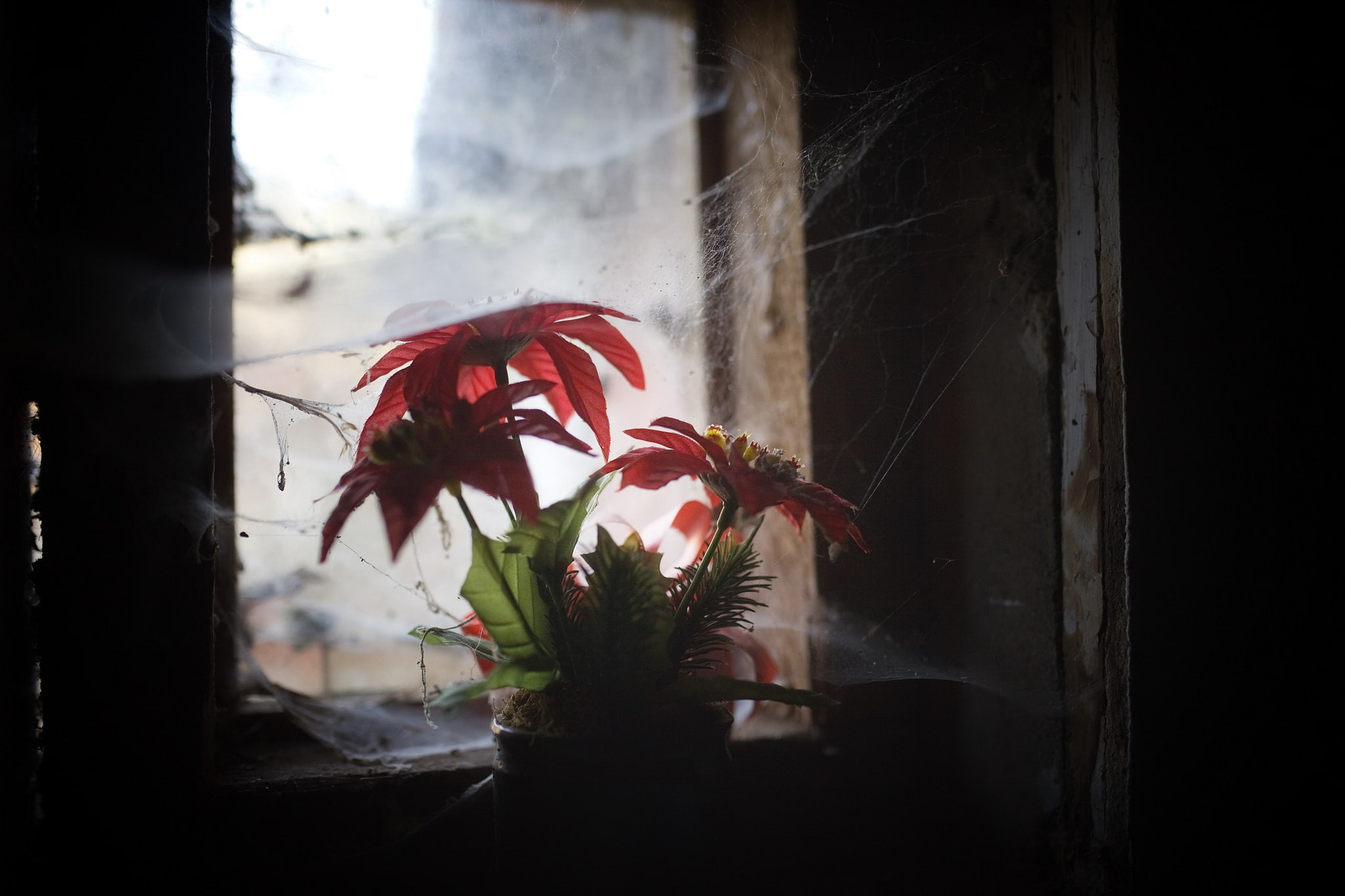 flowering plant, spiderwebs, beauty in nature, 1080P, glass - material, growth, plant, flower, plant part, close-up, dark, red, leaf, flower arrangement, HD Wallpaper