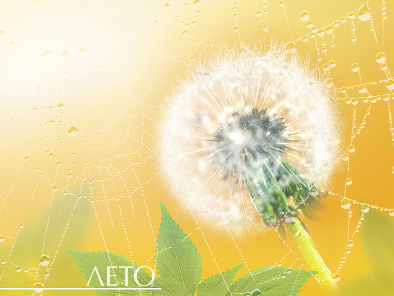 plants, leaves, 720P, spiderwebs, flowers, HD Wallpaper