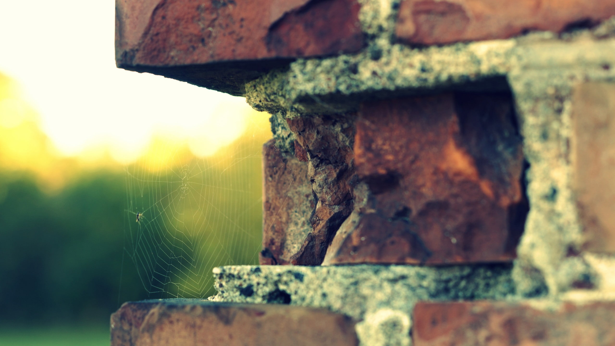 no people, wheel, focus on foreground, day, old, depth of field, abandoned, plant, metal, outdoors, weathered, spiderwebs, deterioration, selective focus, HD Wallpaper