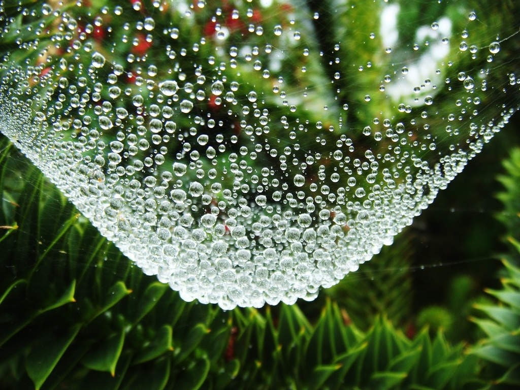 trees, leaves, nature, landscape, dew, water drops, spiderwebs, depth of field, 480P, HD Wallpaper