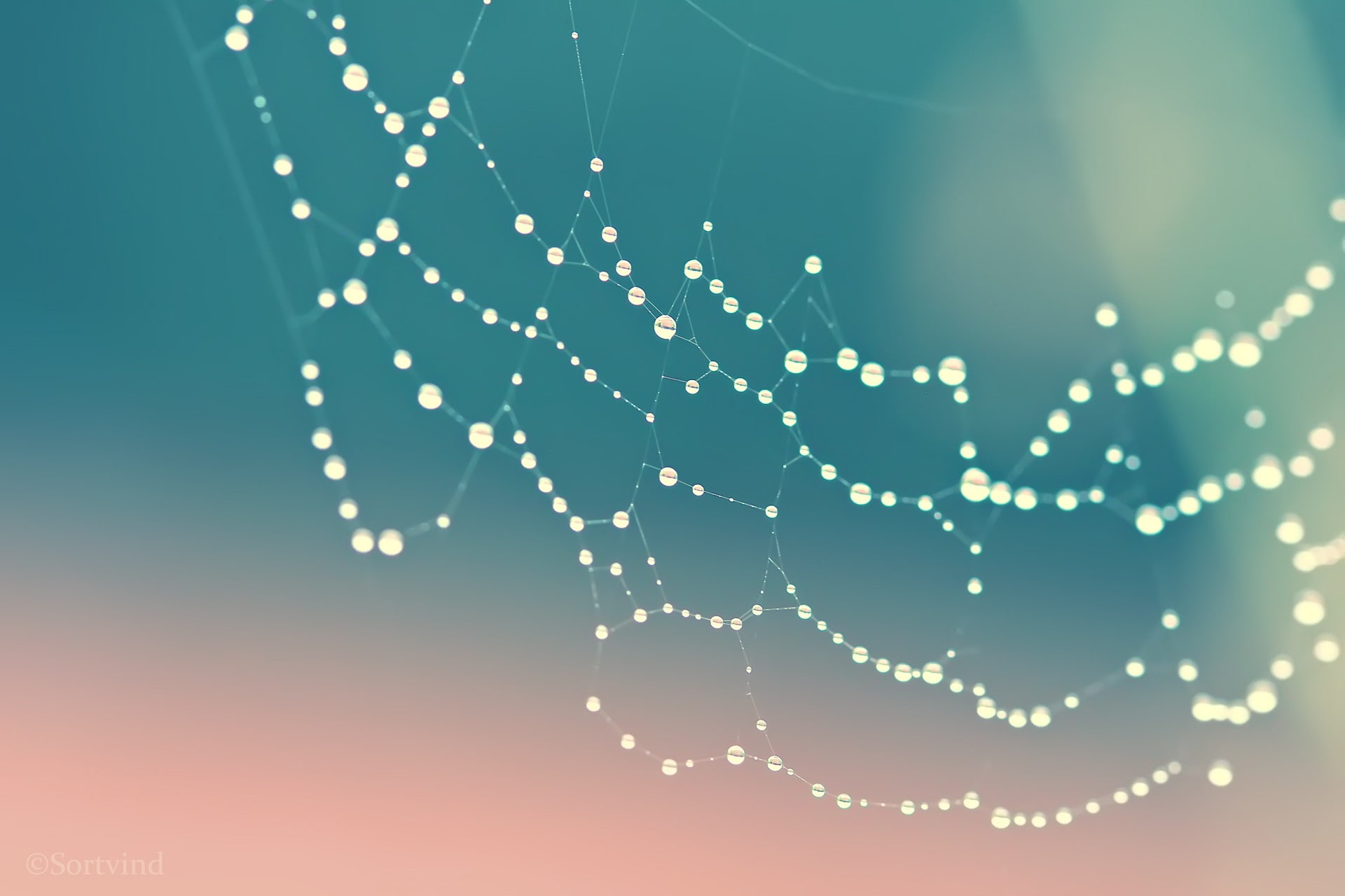 1080P, water drops, spiderwebs, closeup, blue background, HD Wallpaper