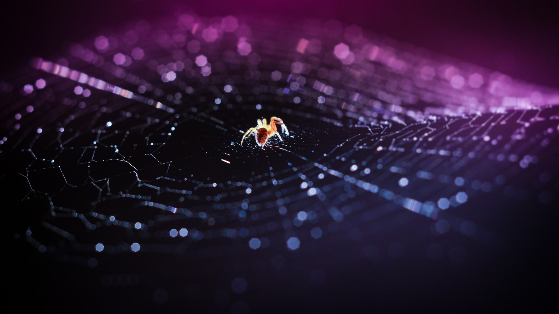 1080P, Macro, Web, Spider, Bokeh, Insect, HD Wallpaper