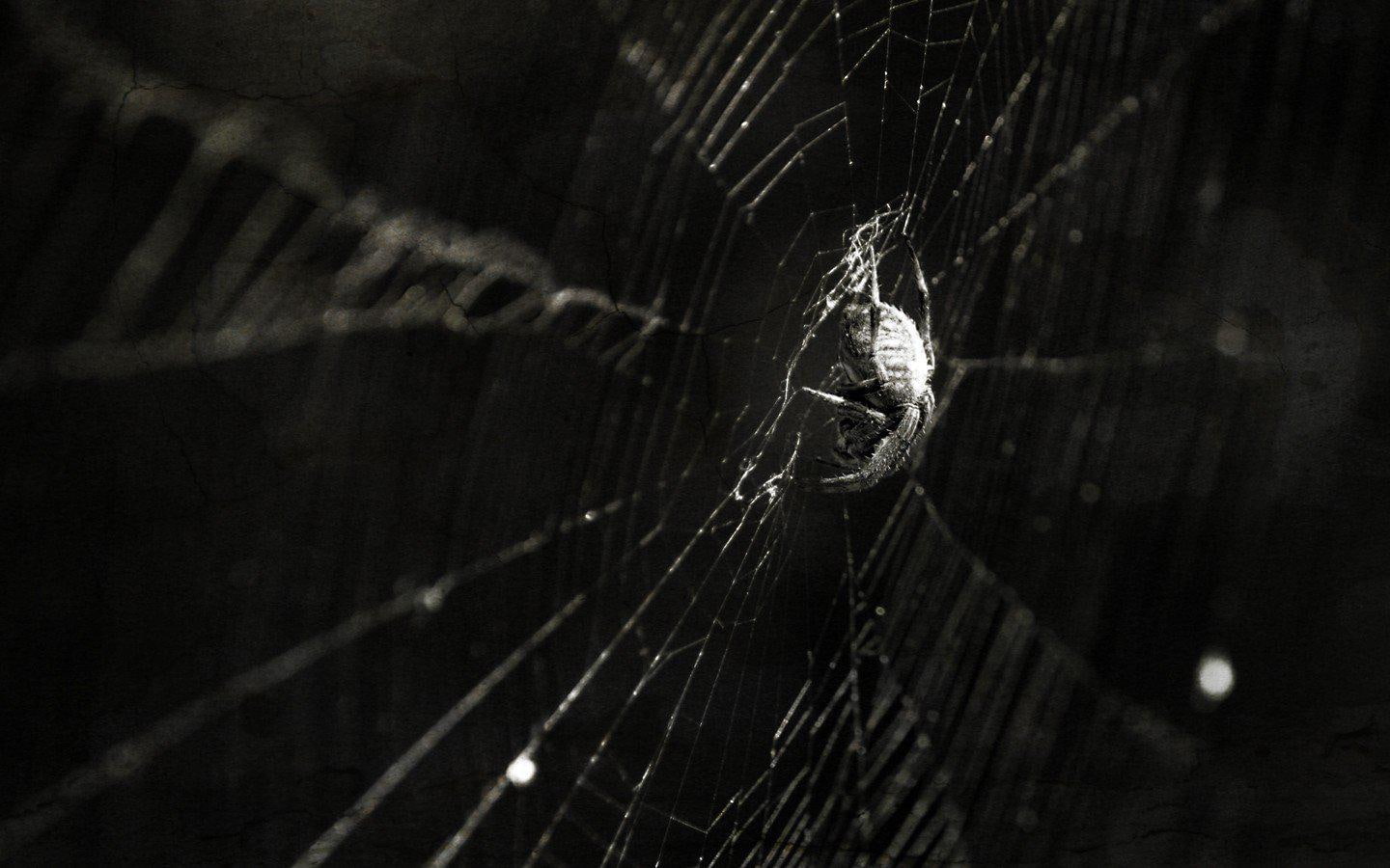 hd, spider, 720P, spiders, insects, webs, HD Wallpaper