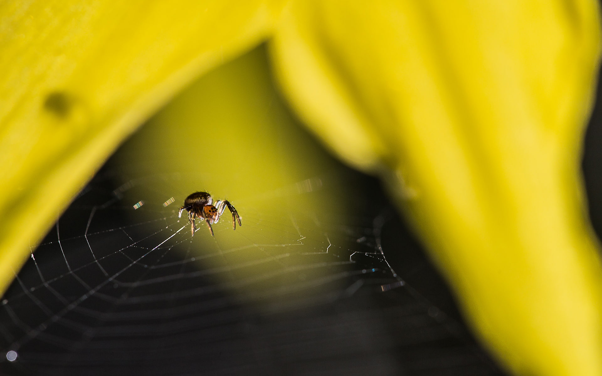 1080P, nature, macro, spider, hd, yellow, web, HD Wallpaper