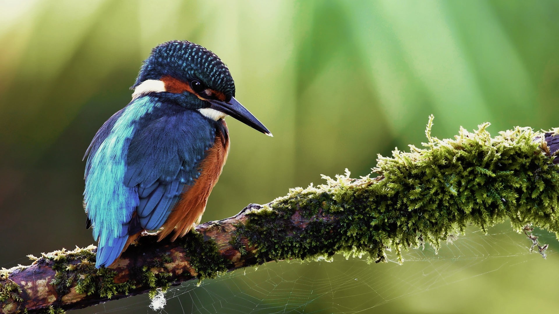 beak, spider, 1080P, animals, spider web, kingfishers, bird, web, HD Wallpaper