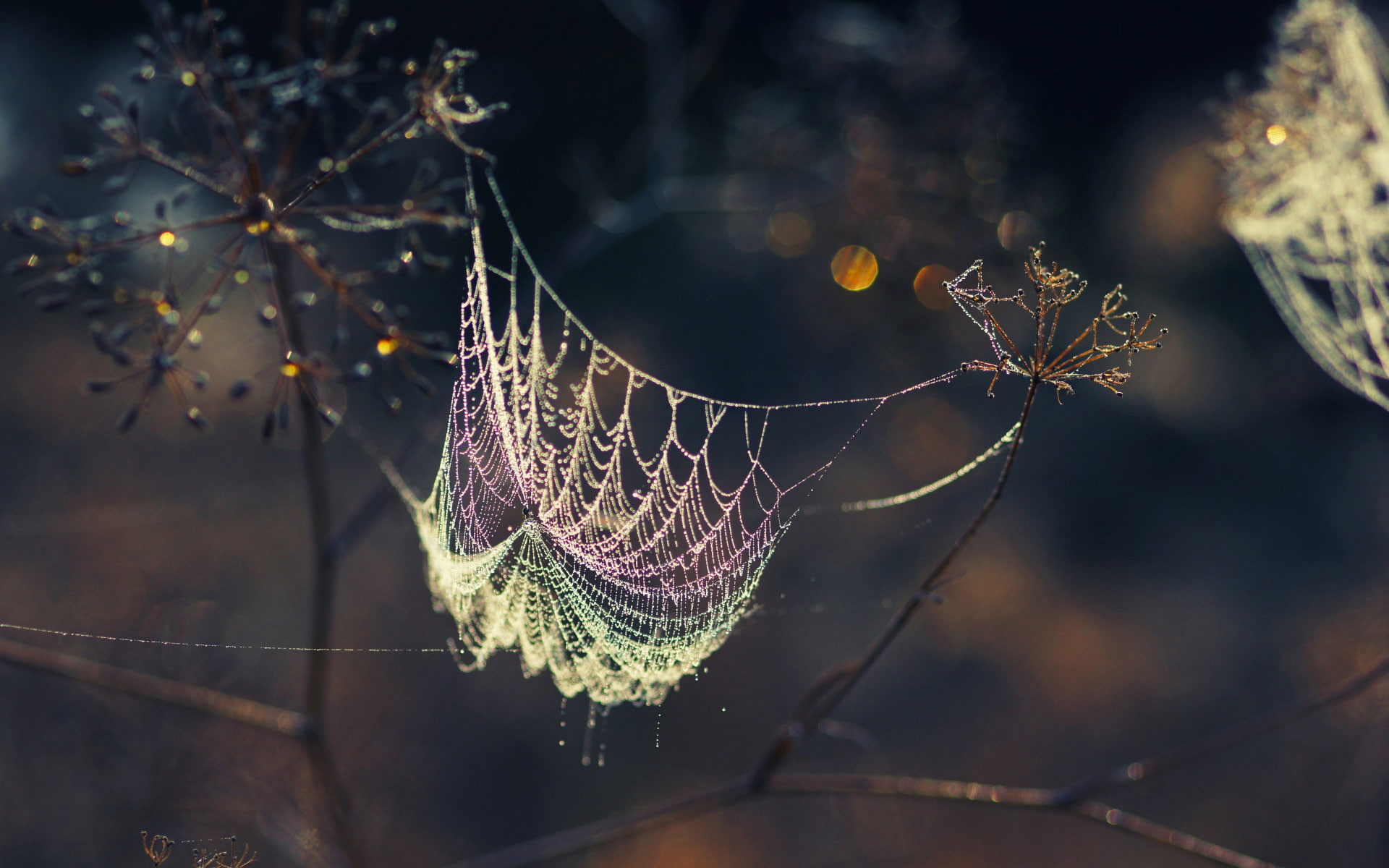 1080P, nature, web, hd, spider, HD Wallpaper
