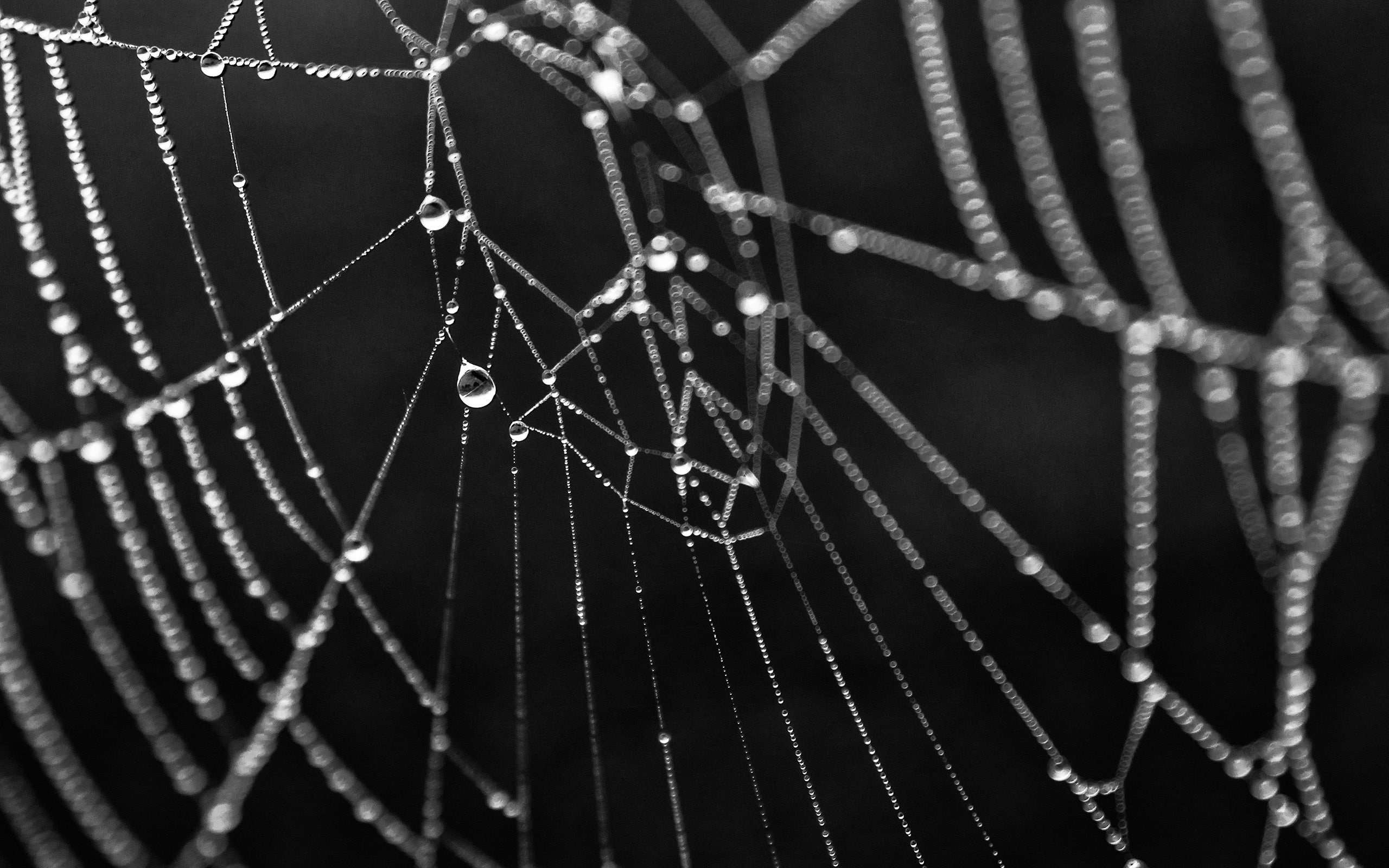 spider, bw, wet, 2K, drops, water, nature, web, green, hd, HD Wallpaper