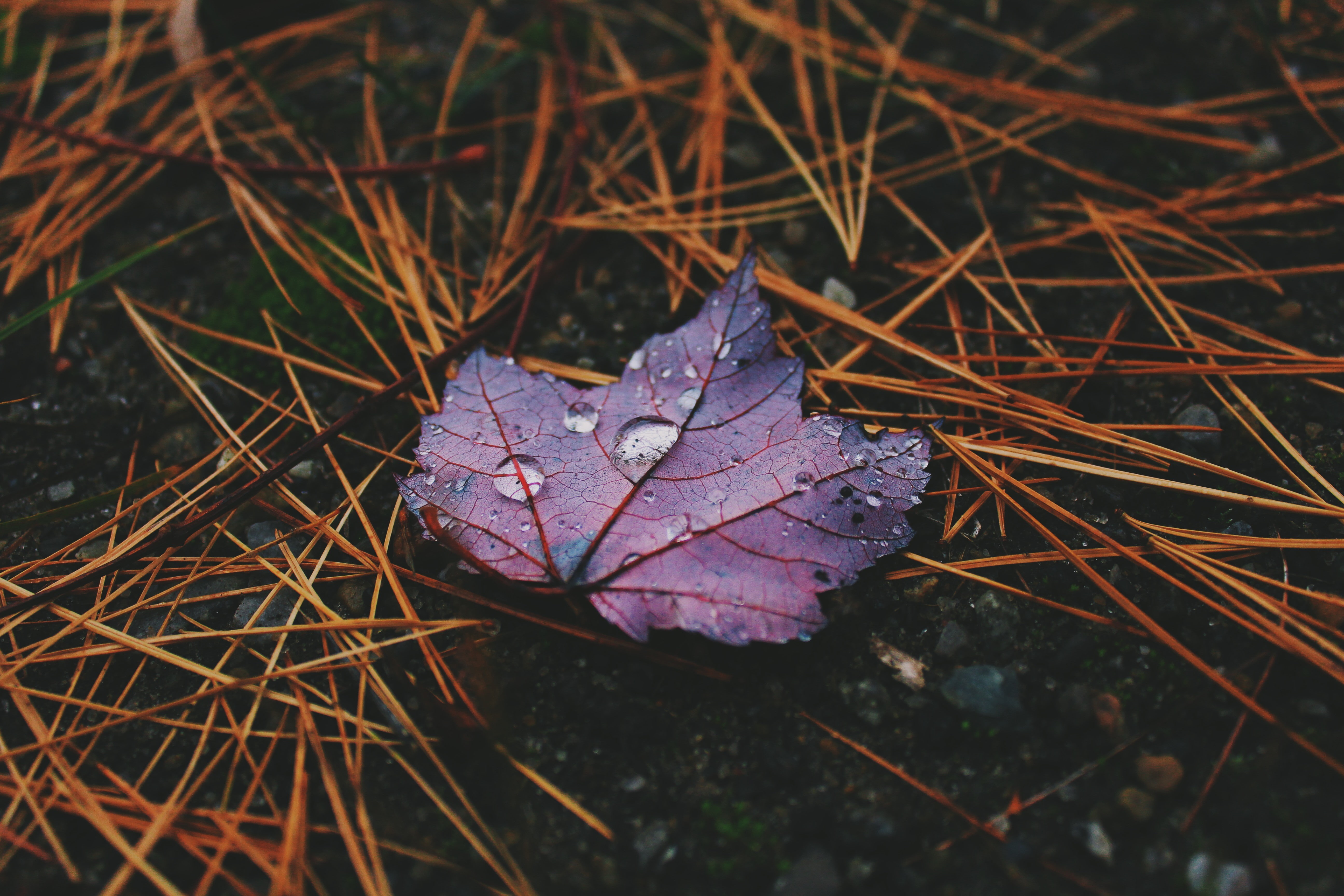 dew, leaves, 5K, closeup, water drops, HD Wallpaper
