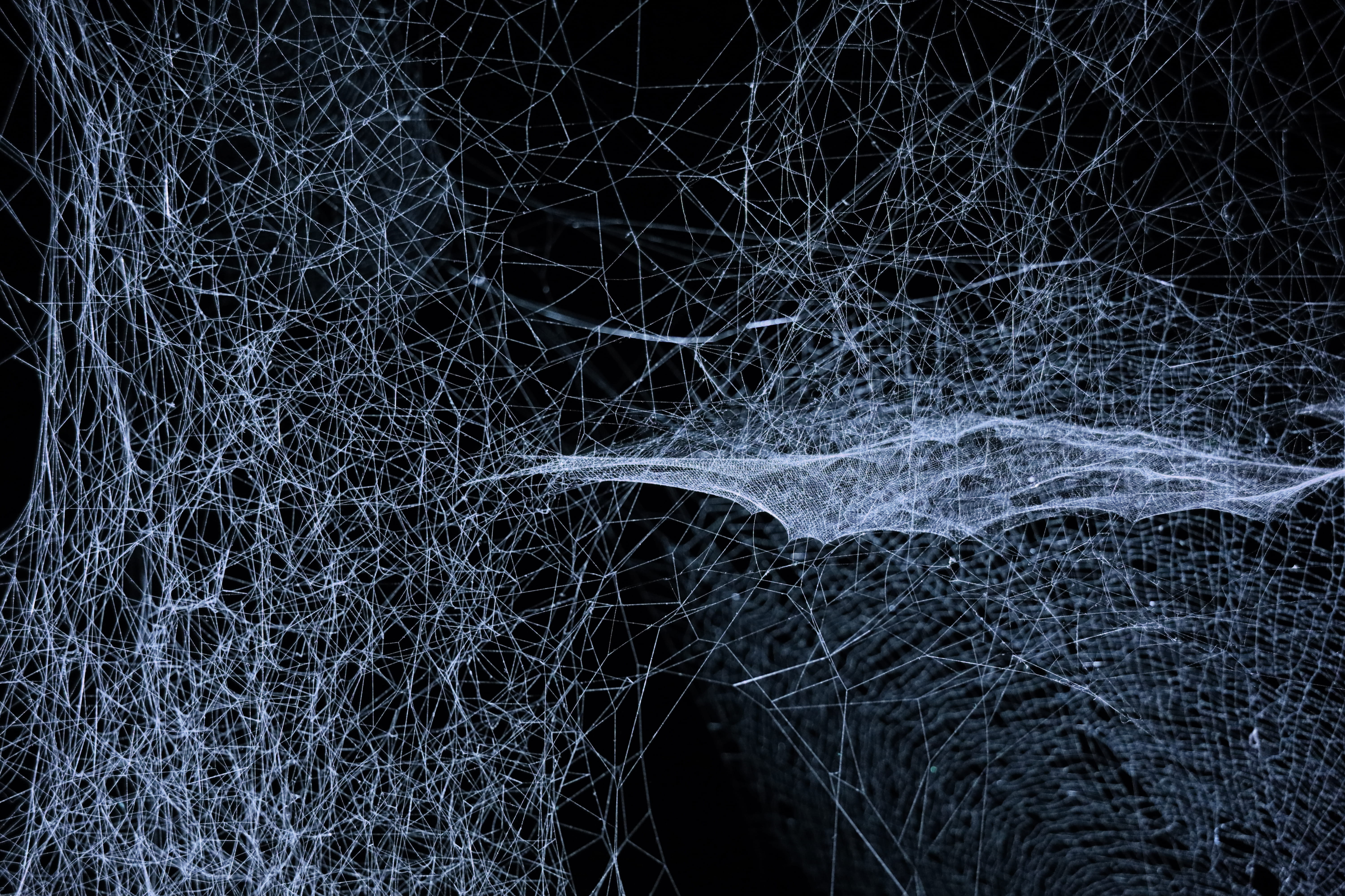 full frame, backgrounds, tree, speed, long exposure, dark, webbing, net, illuminated, everything, science, cobweb, bare tree, complexity, black background, HD Wallpaper
