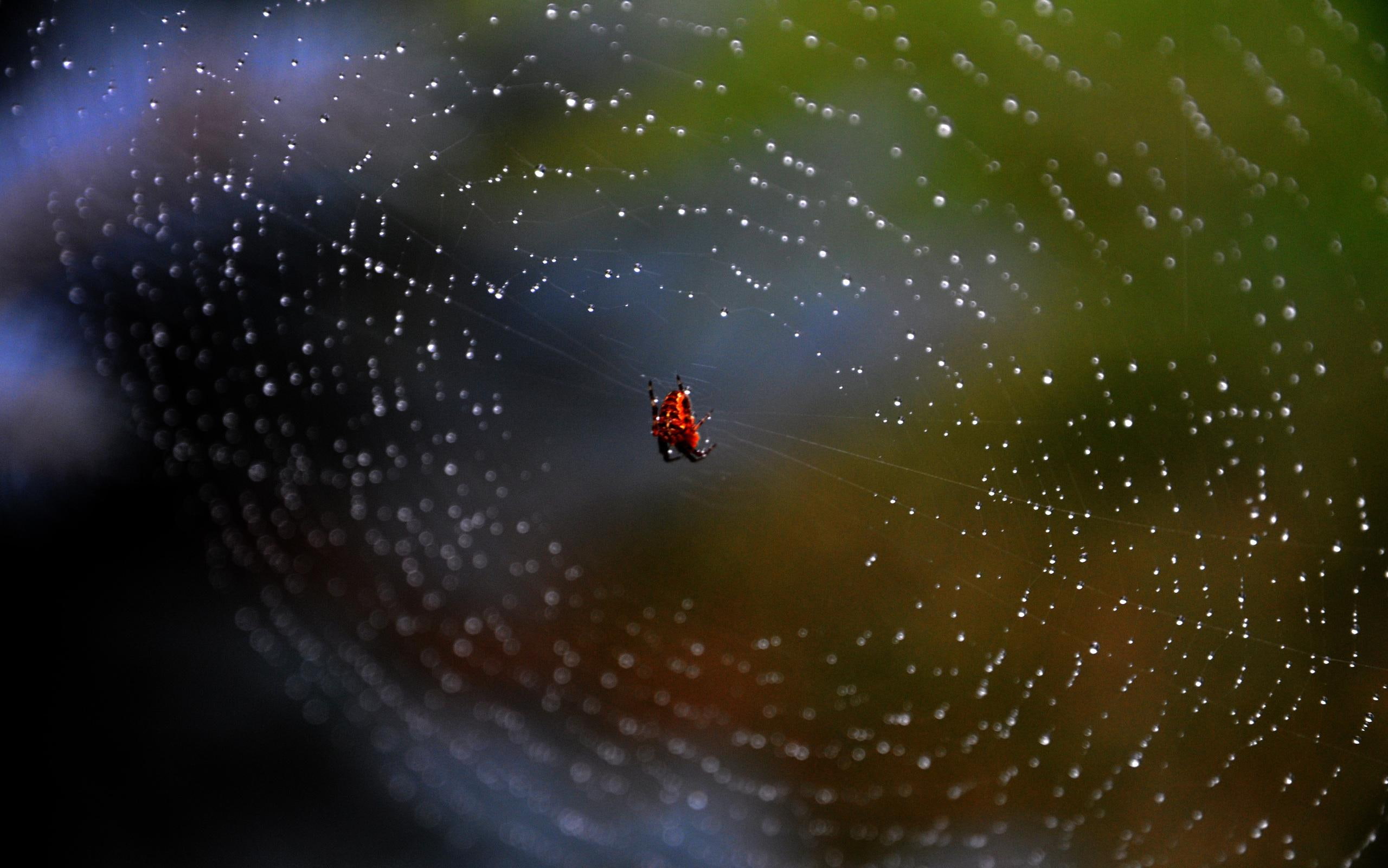 animals, nature, spiders, spider, artistic, 2K, awesome, web, HD Wallpaper