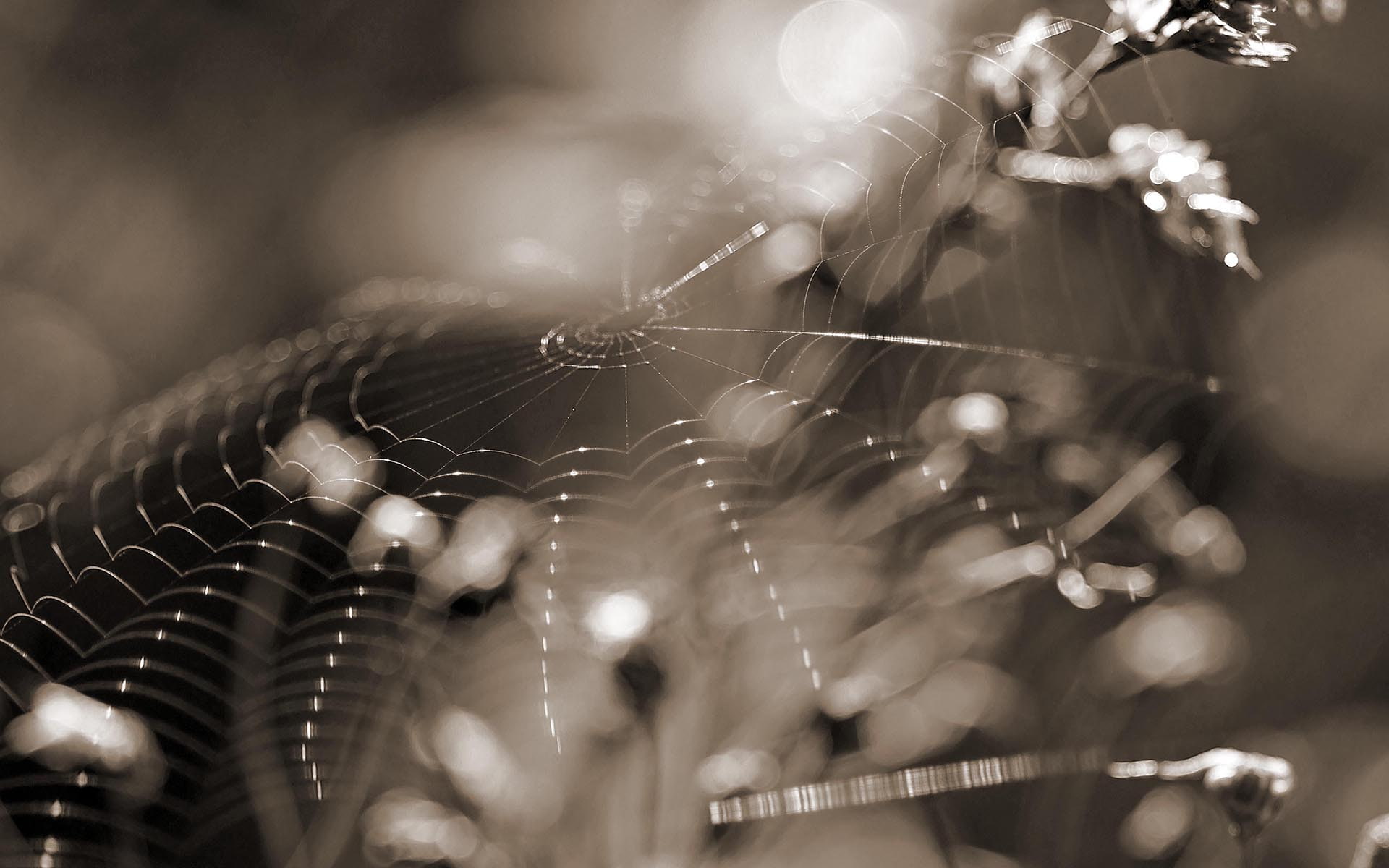 web, nature, macro, 1080P, hd, spider, bw, HD Wallpaper
