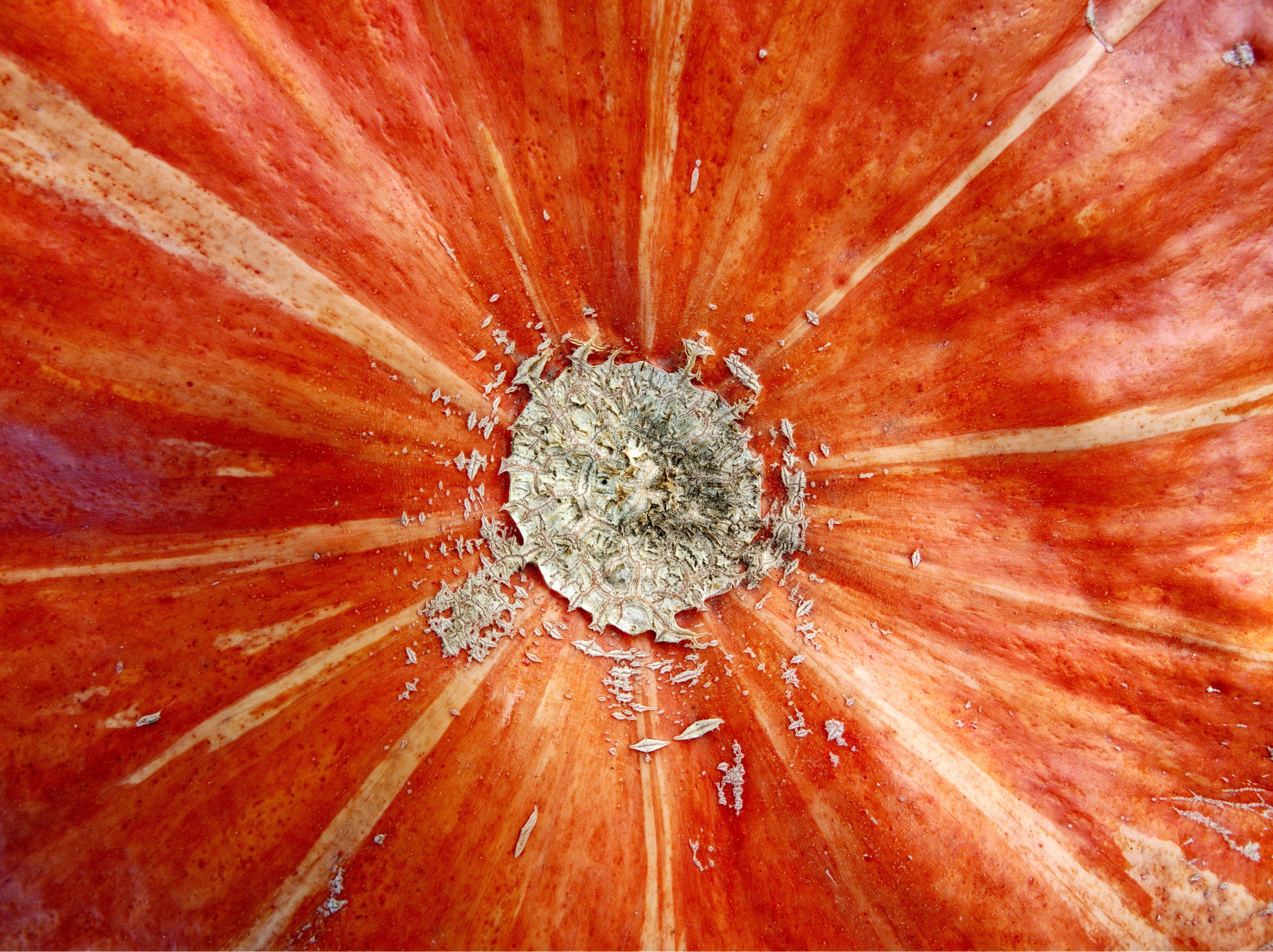 backgrounds, brown, pattern, science, thanksgiving, blemish, squash, circle, full frame, skin, cracked, food and drink, centre, patch, radial, harvest, HD Wallpaper