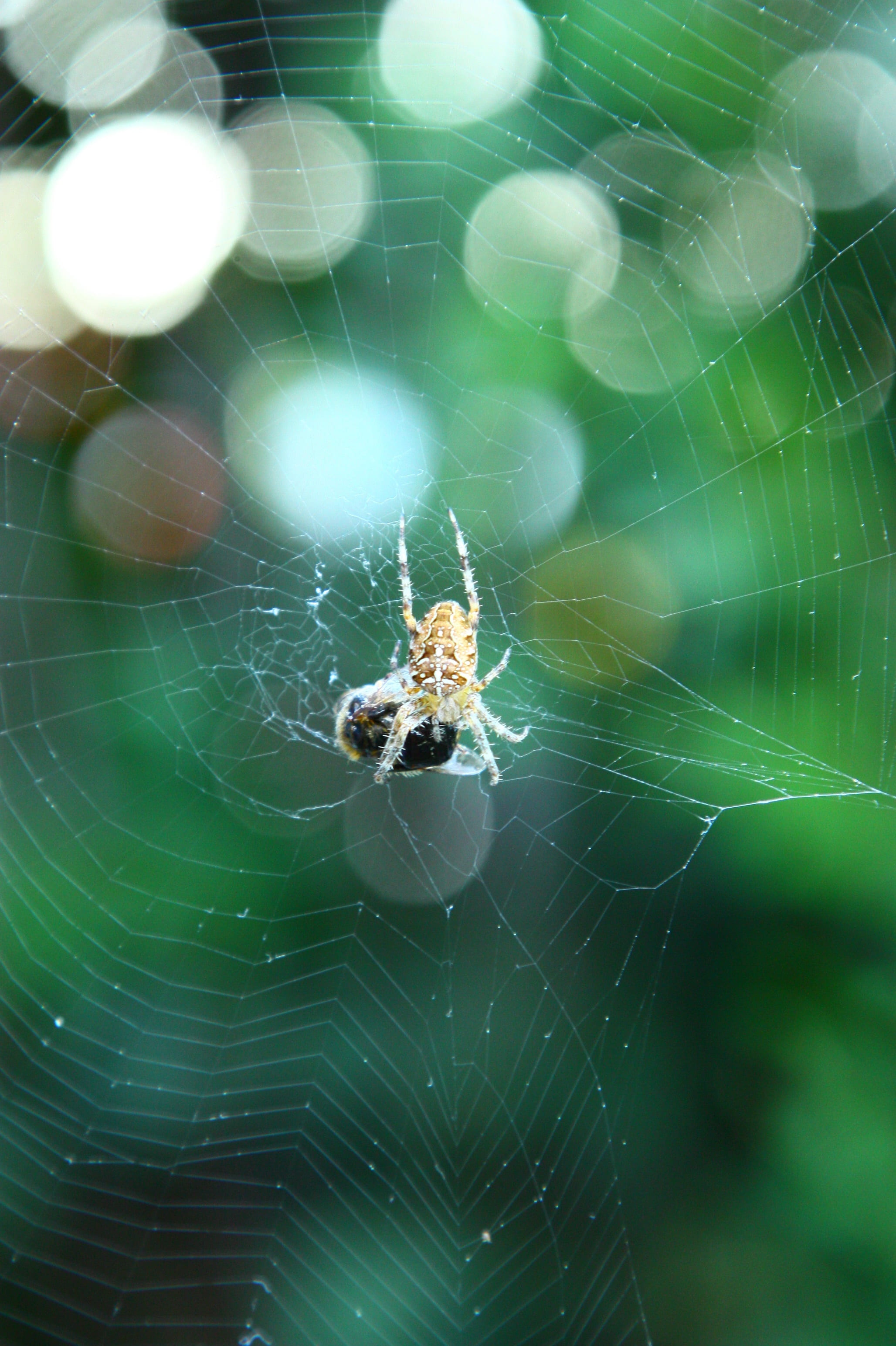 invertebrate, day, outdoors, no people, animal themes, one animal, 2K, arachnid, focus on foreground, animal, insects, insect, animal wildlife, complexity, Phone HD Wallpaper