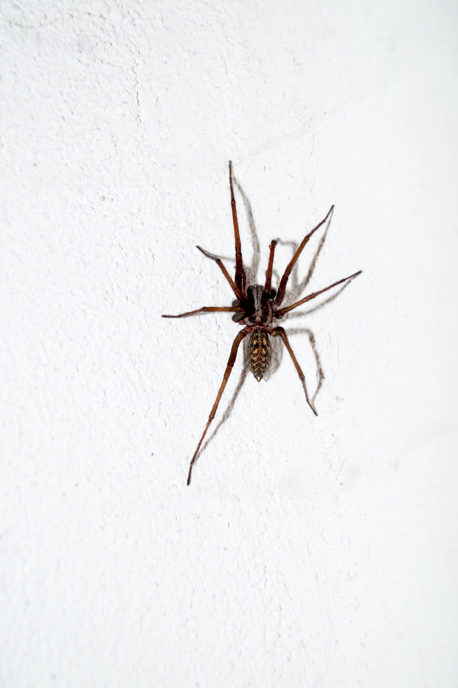 spider, arachnophobia, animal, animal wildlife, zoology, arthropod, wall - building feature, arachnid, animal leg, one animal, white background, invertebrate, Phone HD Wallpaper