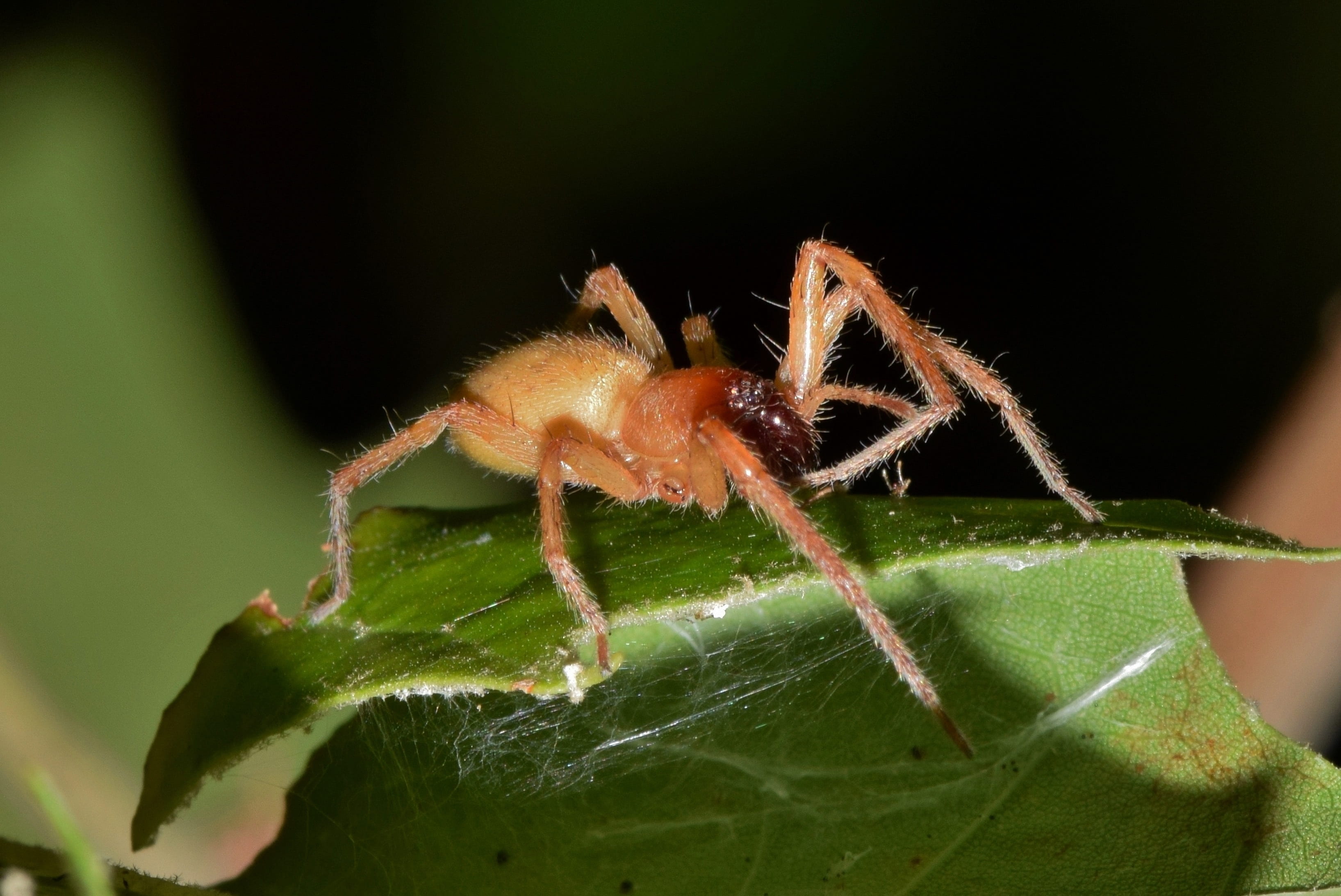 leaf, animal wildlife, black footed spider, cheiracanthium inclusum, close-up, invertebrate, animal leg, one animal, predator, animal themes, zoology, phobic, HD Wallpaper