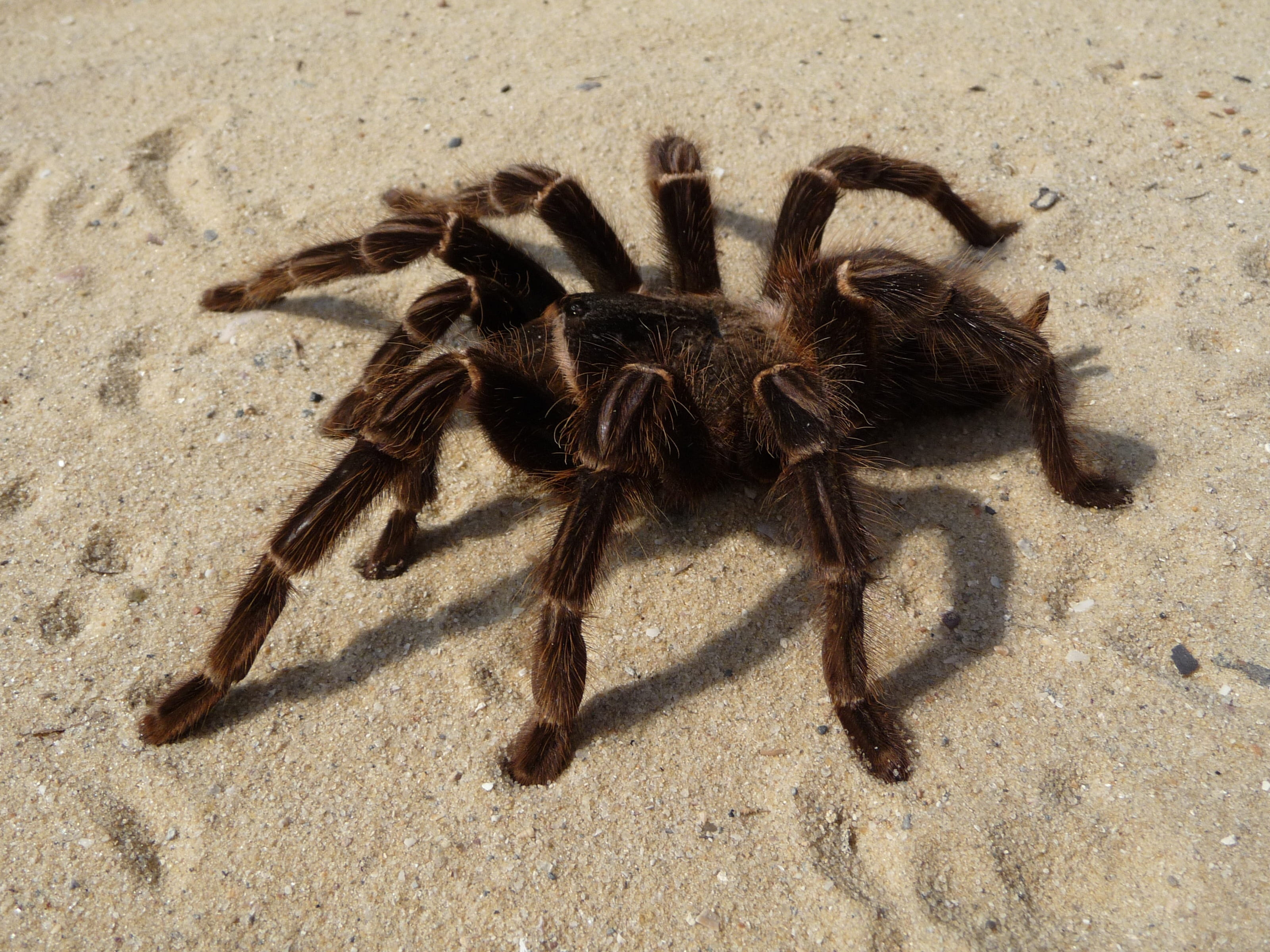 no people, creepy, brazilian parahybana, gray, 2K, animals in the wild, risk, land, invertebrate, zoology, nature, outdoors, insect, crab, one animal, HD Wallpaper