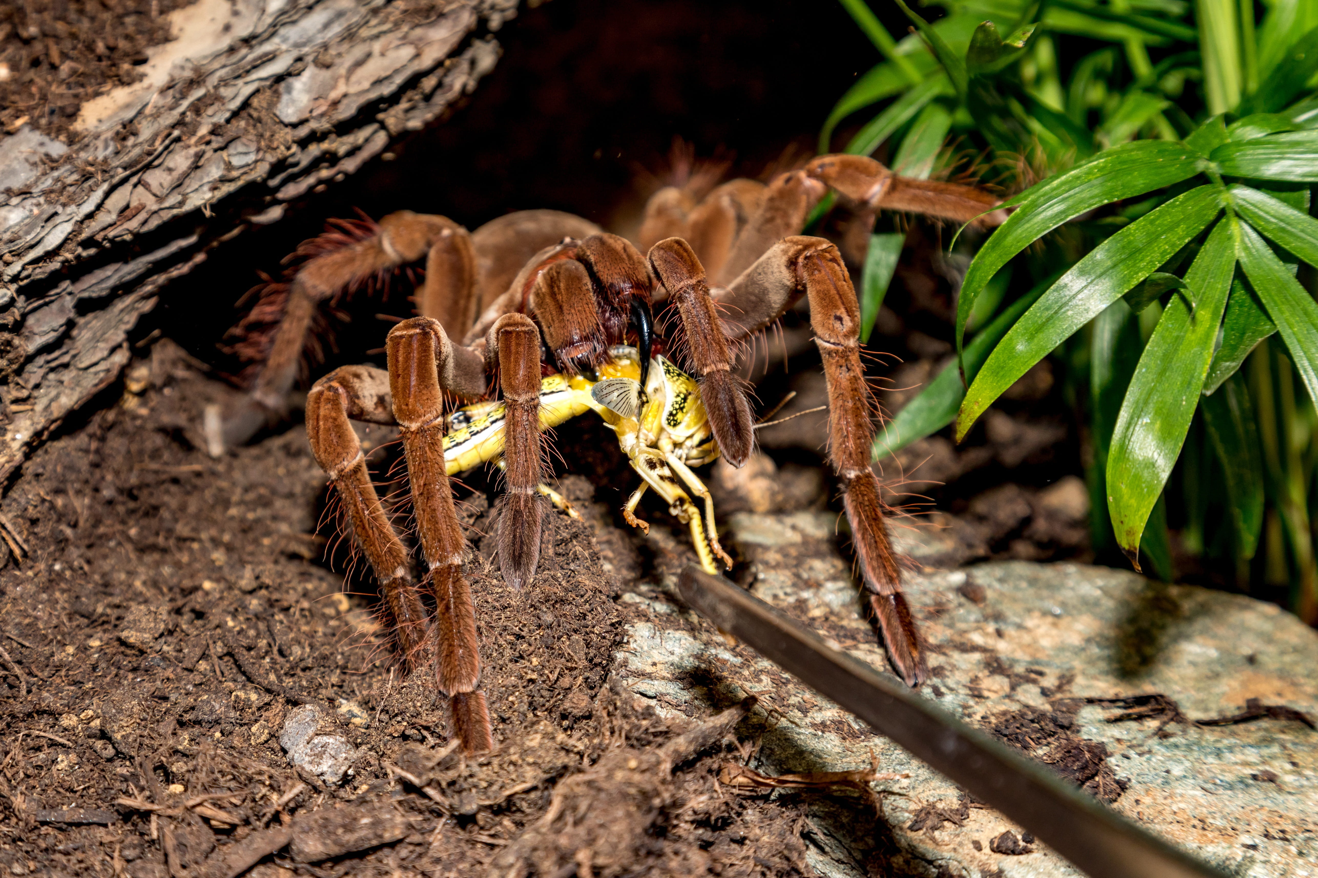 hairy, legs, animals in the wild, focus on foreground, insect, no people, close-up, tooth, invertebrate, brown, theraphosa, nature, animal themes, leaf, HD Wallpaper