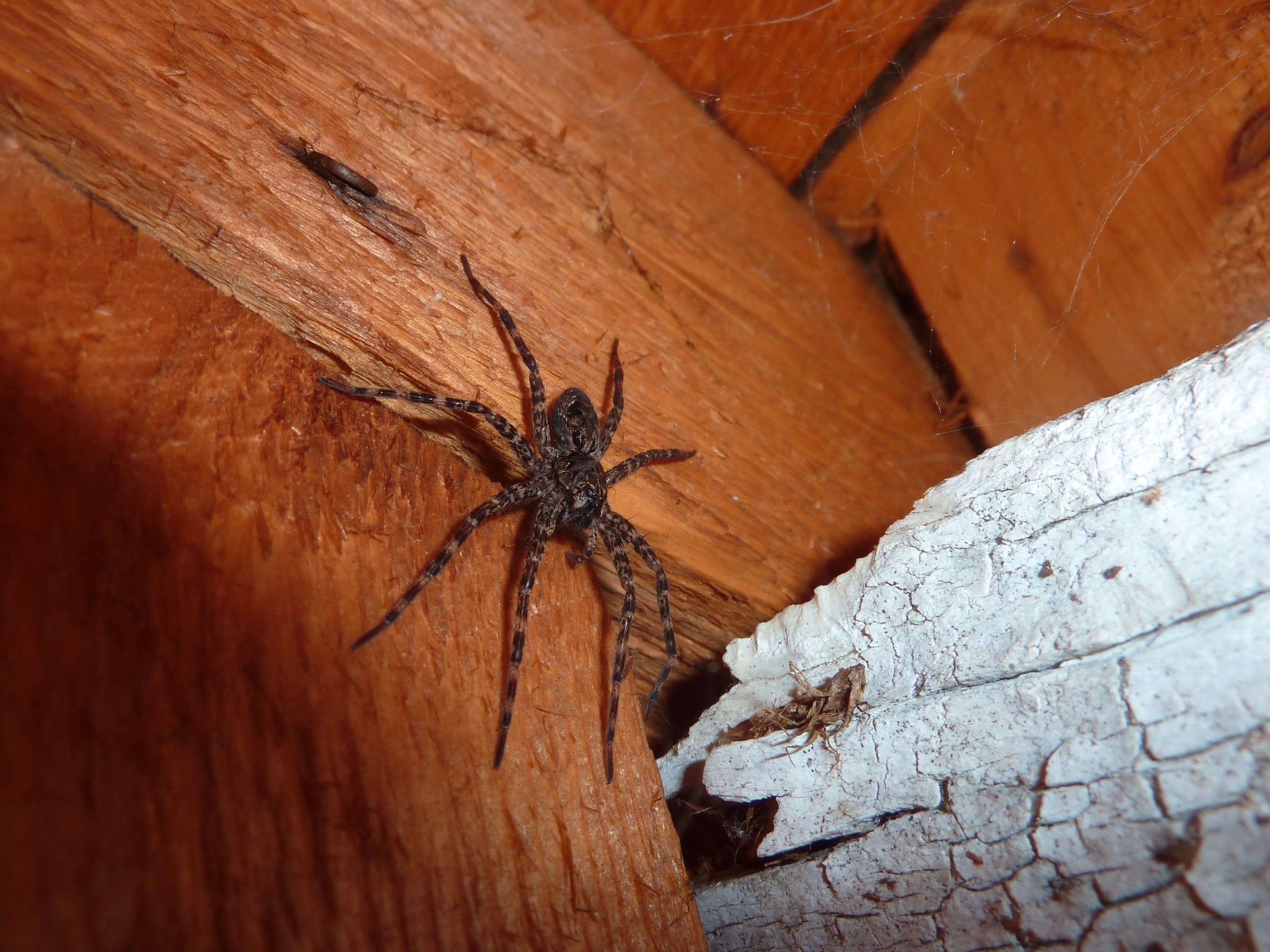 venom, animal, day, high angle view, arachnophobia, outdoors, nature, eek, animal wildlife, wood - material, cobweb, web, dangerous, animal themes, phobia, HD Wallpaper