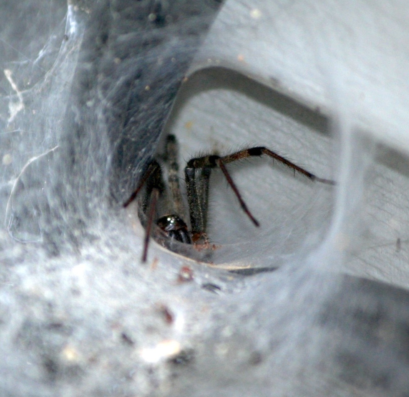 tarantula, cob web, brown funnel spider, crawl, animals in the wild, lurking, extreme close-up, animal wildlife, no people, invertebrate, animal themes, HD Wallpaper