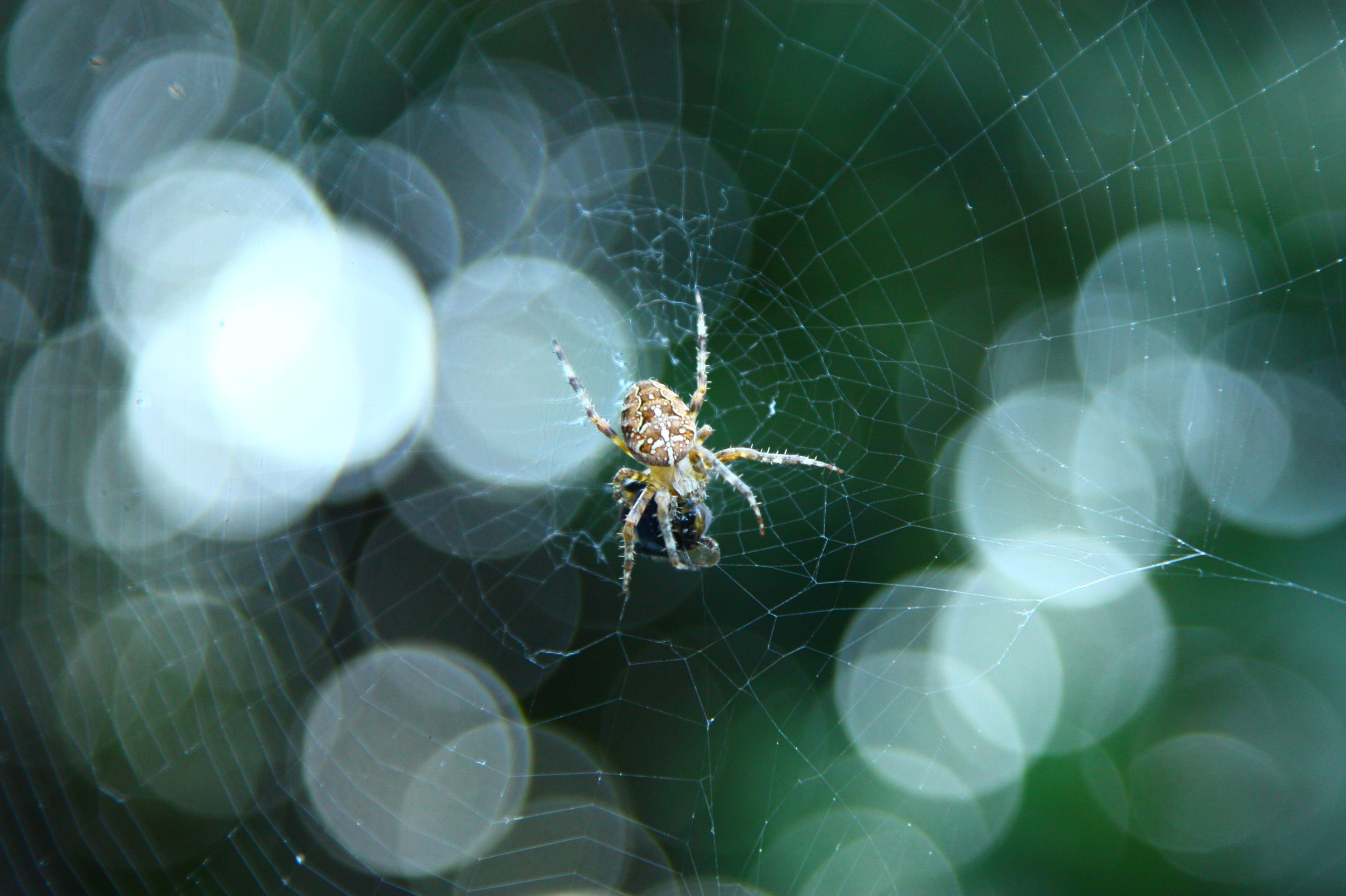 focus on foreground, animal wildlife, selective focus, arthropod, invertebrate, vulnerability, spider web, animal, close-up, fragility, survival, complexity, HD Wallpaper