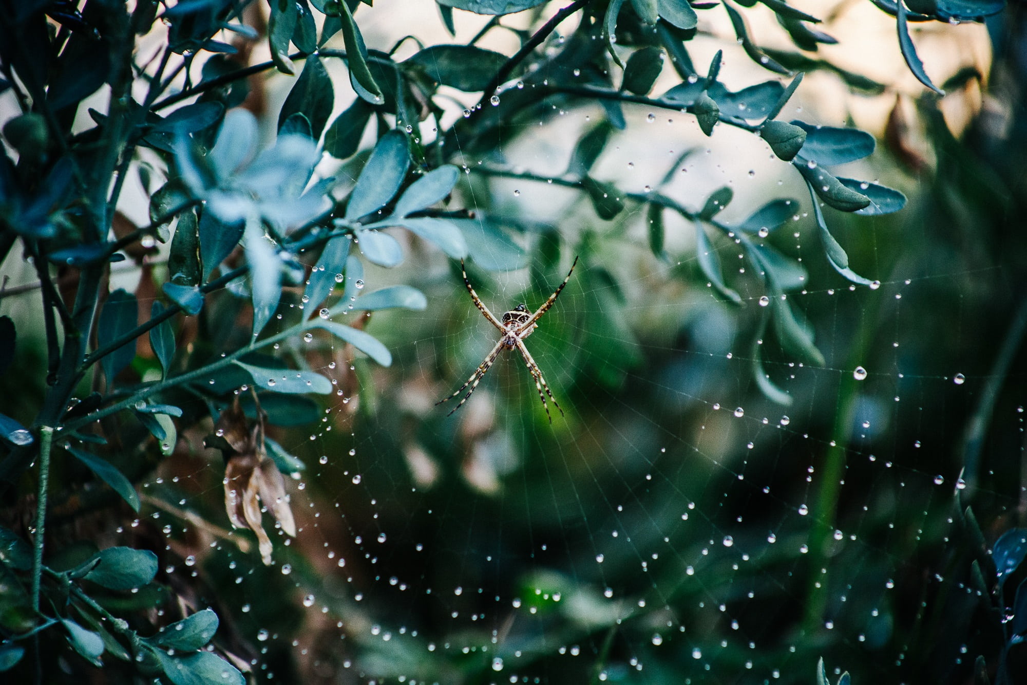 raindrop, tree, spider web, focus on foreground, plant, plant part, day, arachnophobia, backgrounds, no people, web, animal, rainy season, branch, drop, HD Wallpaper