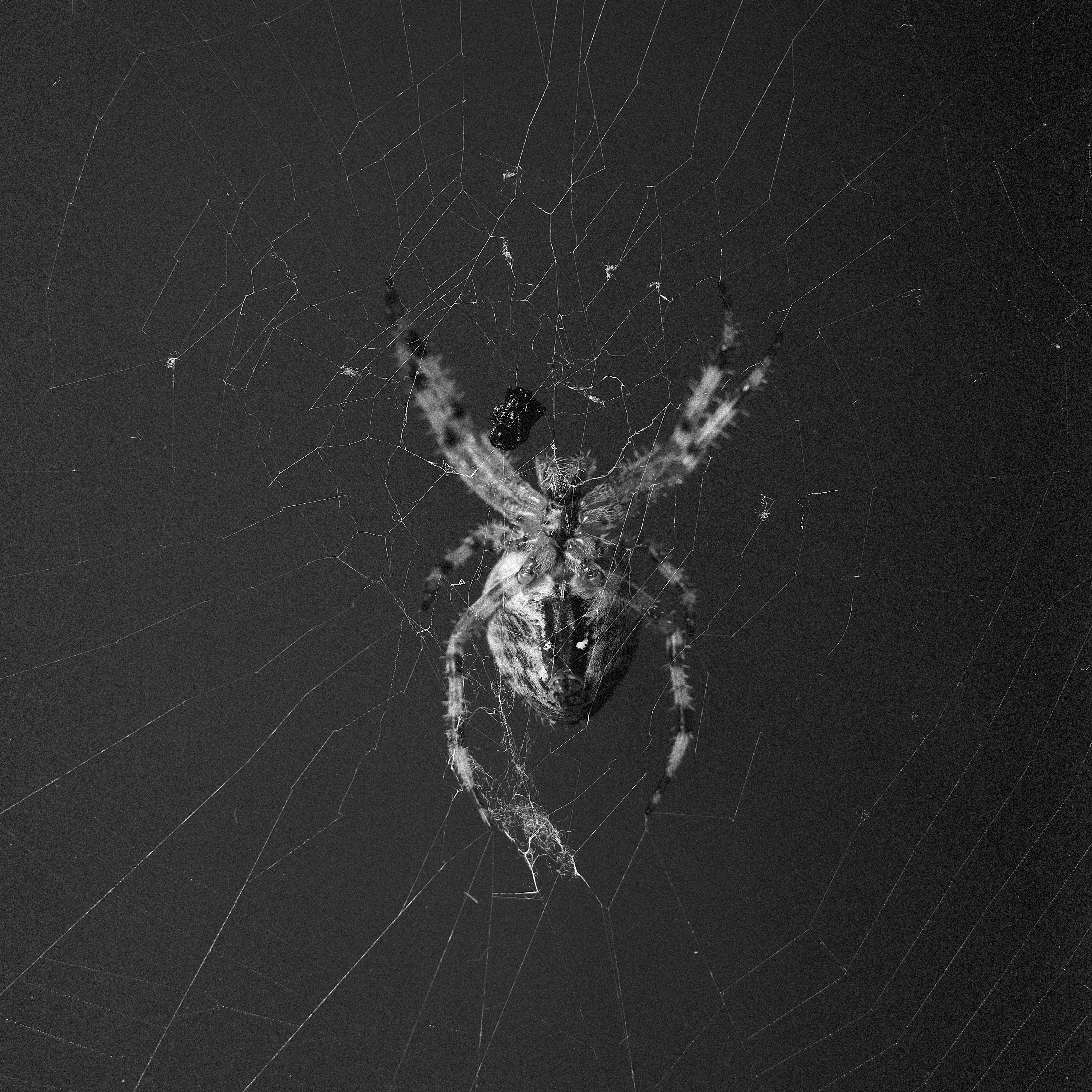 arachnid, macro, 4K, nature, animals in the wild, silk, no people, arthropod, insect, animal leg, close-up, orbweaver, vulnerability, complexity, arachnophobia, Phone HD Wallpaper