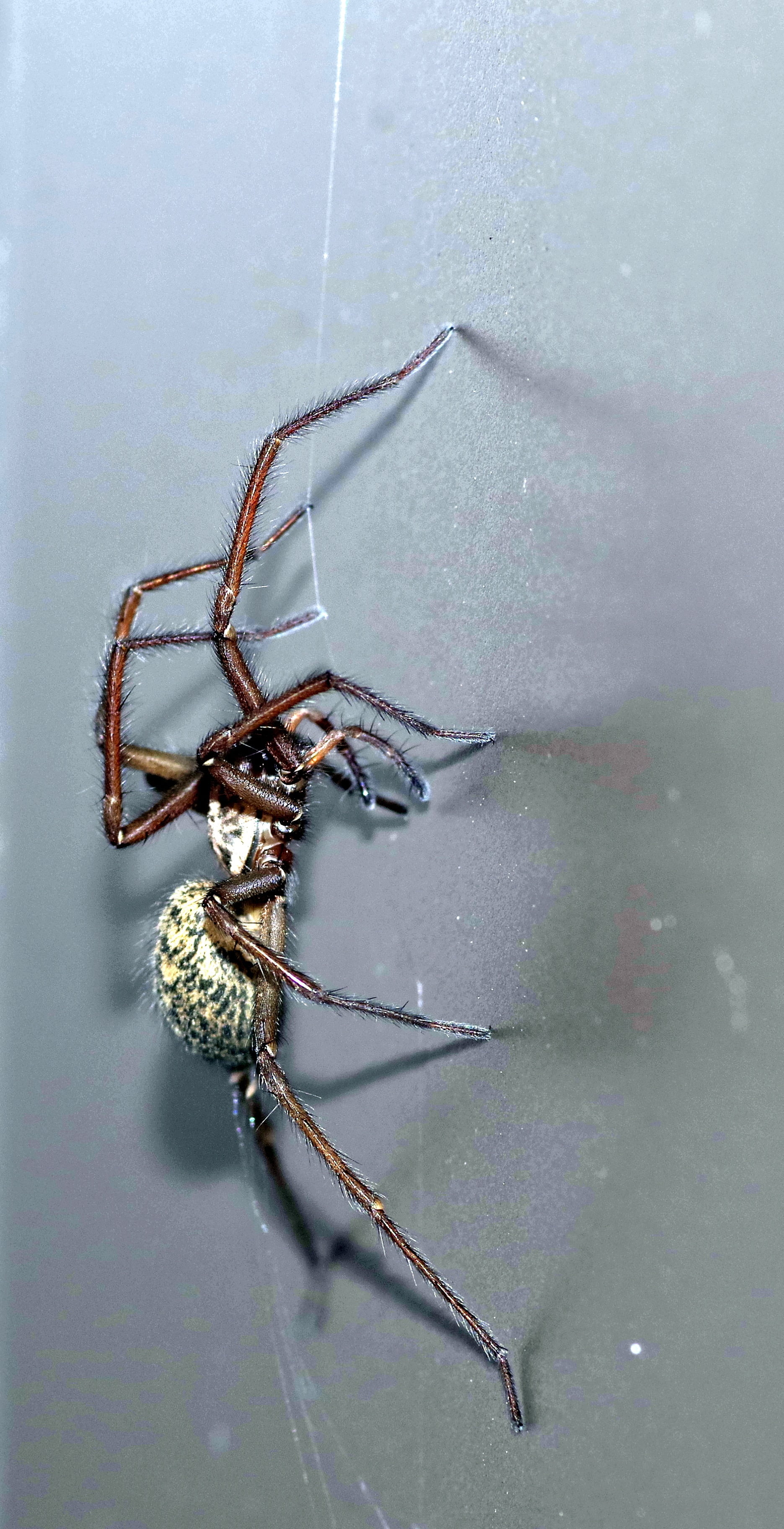 frightening, insect, cobweb, animal wildlife, crannies, one animal, ugly, arachnophobia, outdoors, terrible, nature, animal body part, no people, zoology, Phone HD Wallpaper