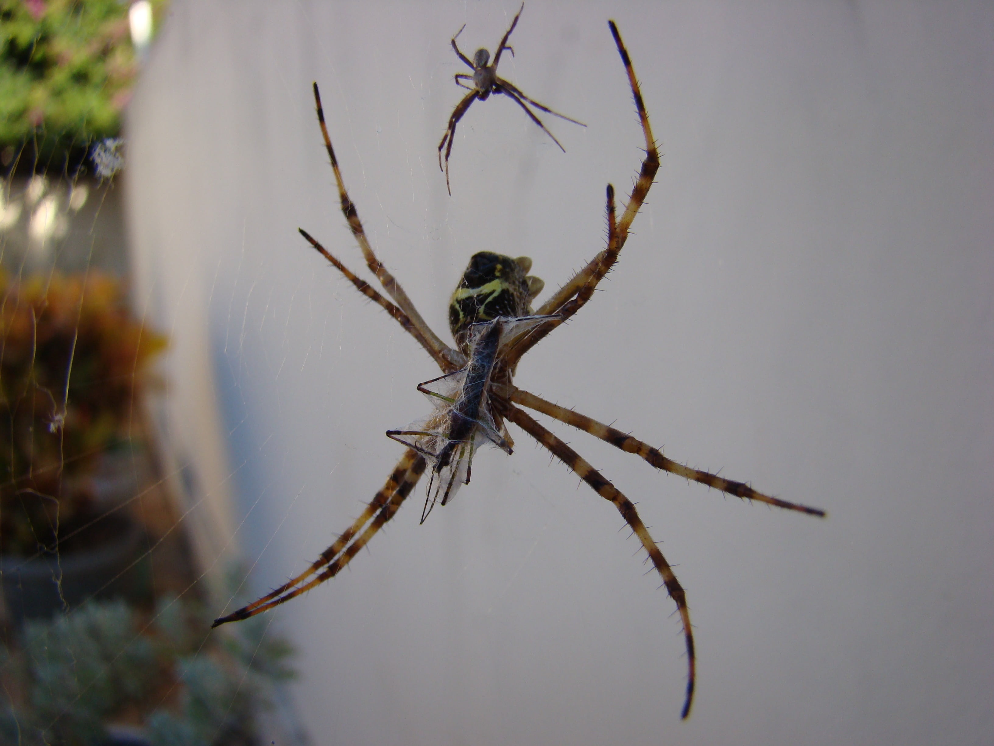 animal body part, nature, focus on foreground, animal, spider, insect, arthropod, close-up, 2K, one animal, arachnophobia, outdoors, animal wildlife, arachnid, HD Wallpaper