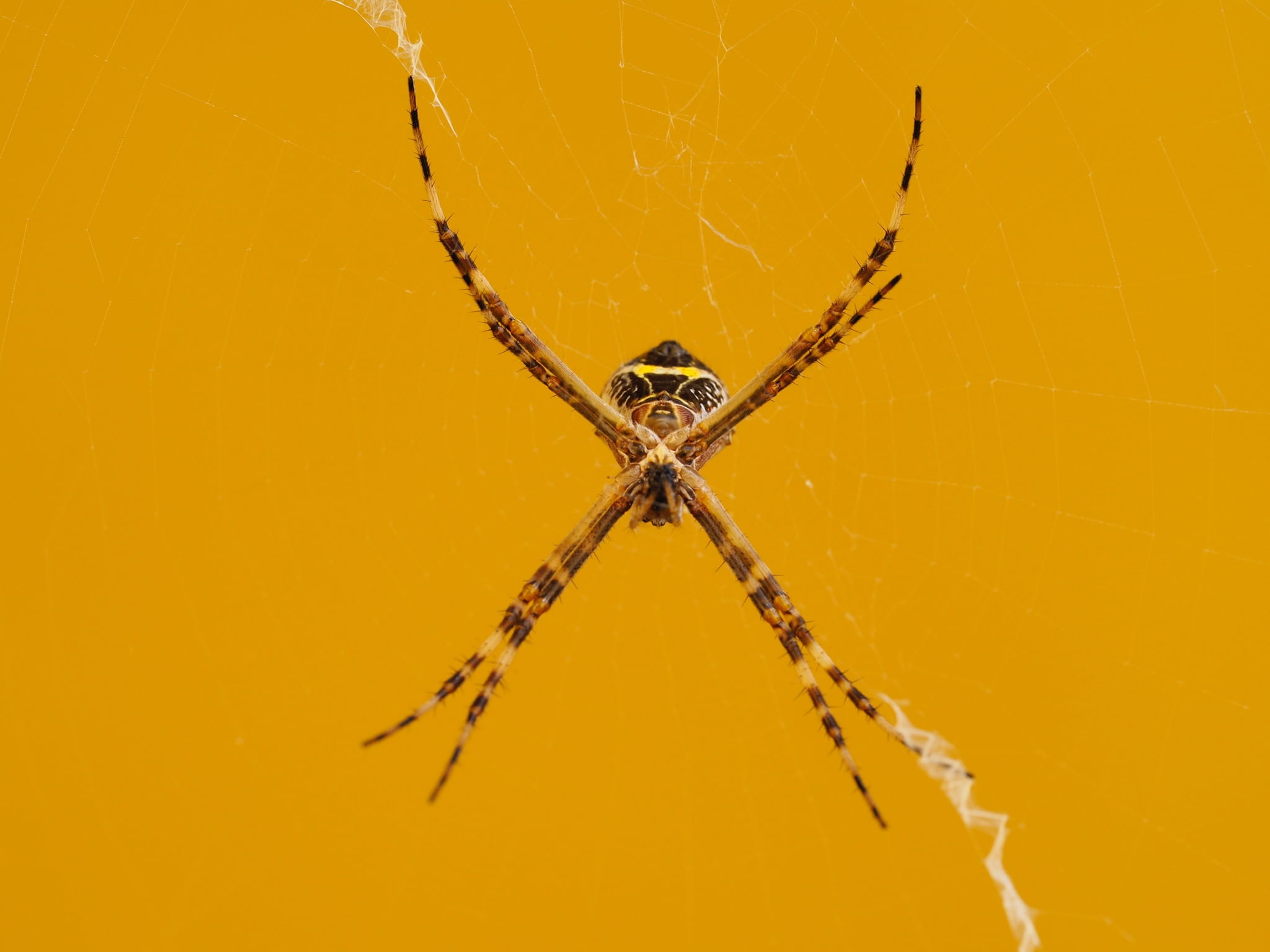 survival, spider Web, one animal, insect, web, animals in the wild, outdoors, animal wildlife, spider, yellow, 1080P, spooky, animal body part, animal themes, HD Wallpaper
