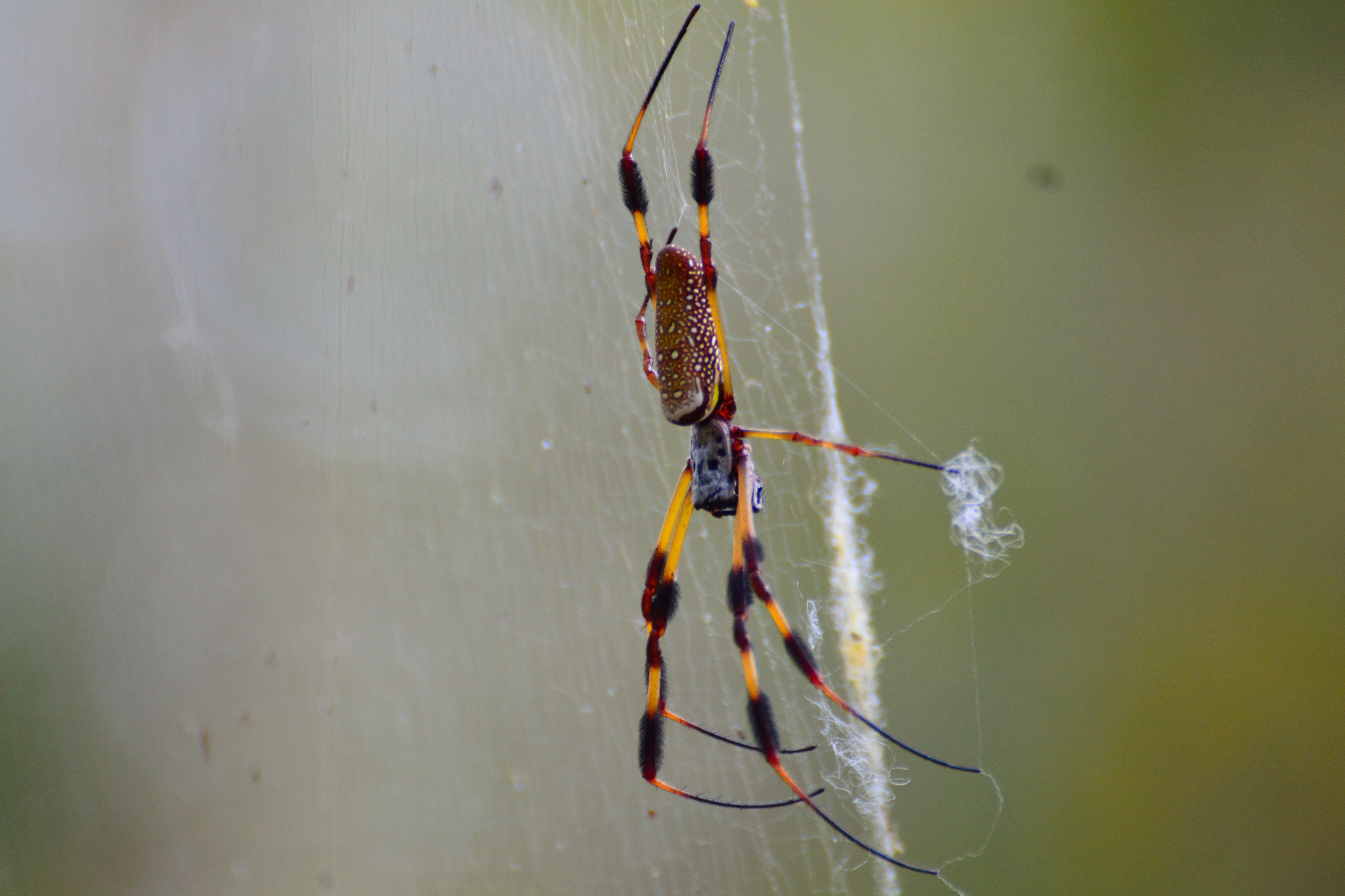 nature, spooky, no people, poisonous, spider Web, dew, macro, outdoors, close-up, invertebrate, arthropod, arachnid, cobweb, one animal, day, focus on foreground, HD Wallpaper