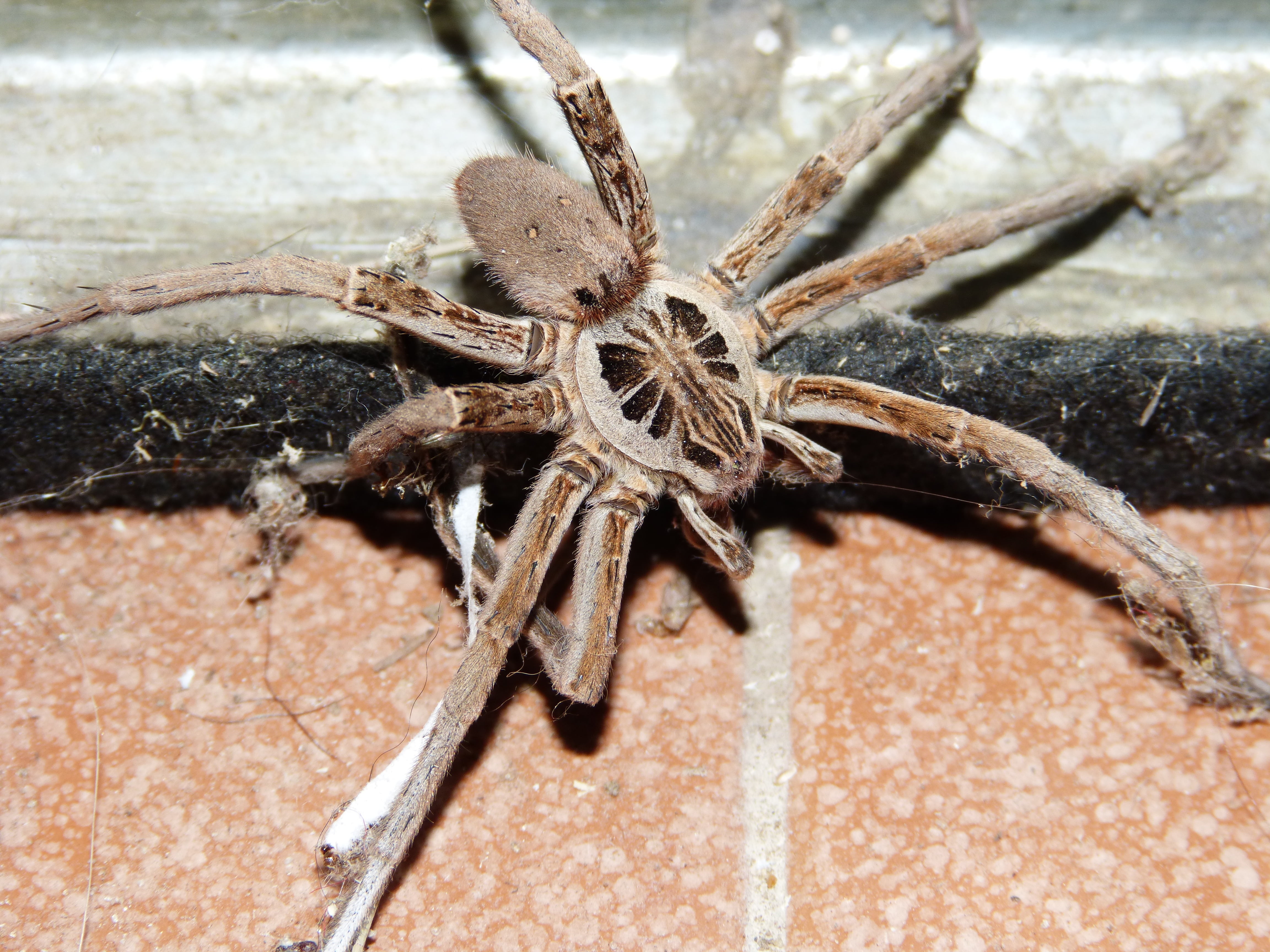 rock - object, wolf spider, no people, arachnophobia, 4K, day, nature, animal leg, arachnid, animal body part, insect, spider, one animal, solid, eight legs, HD Wallpaper