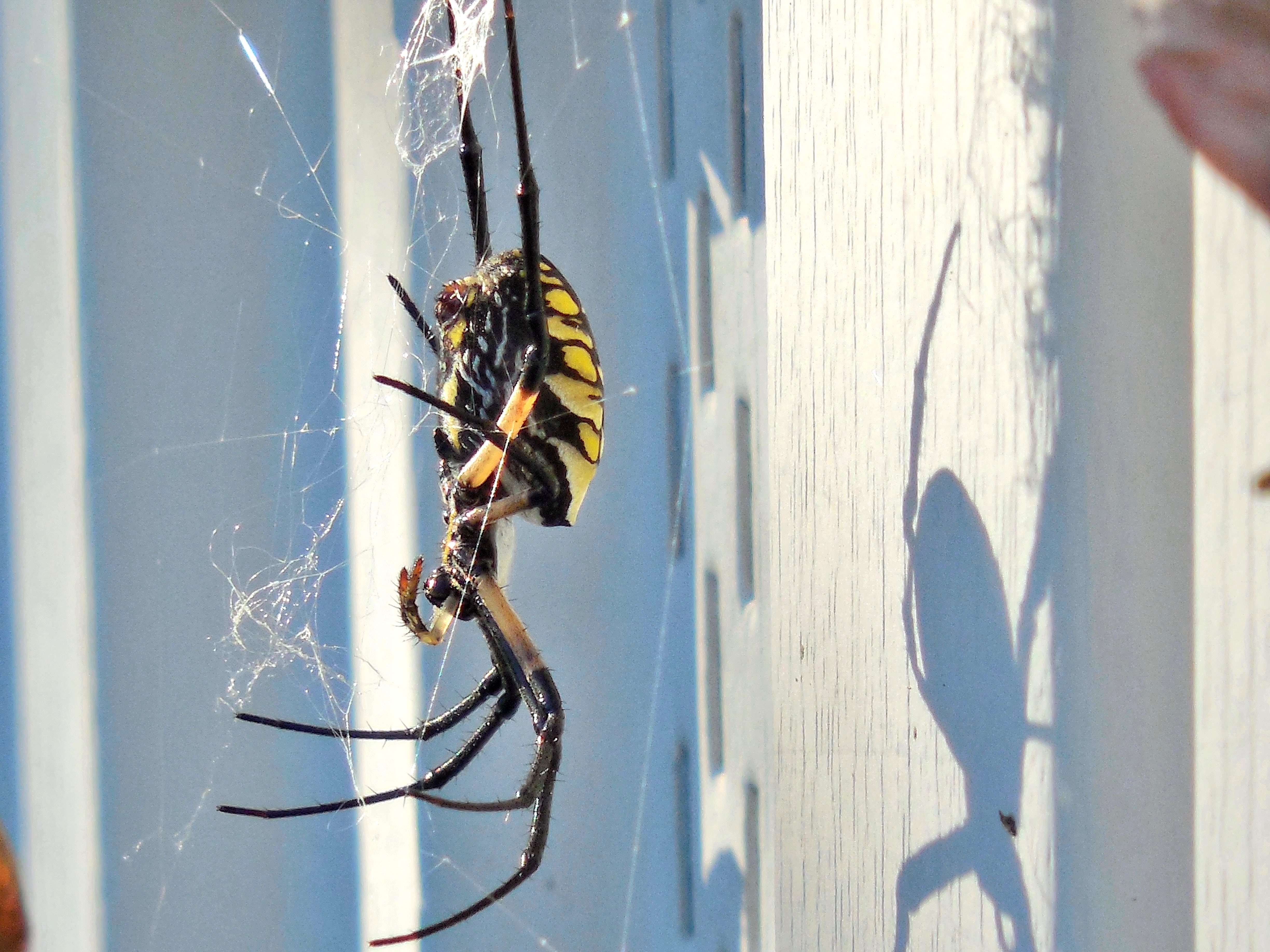 outdoors, high angle view, leg, abdomen, no people, close, one animal, weaver, poisonous, shadow, animals in the wild, wall - building feature, web, animal themes, HD Wallpaper
