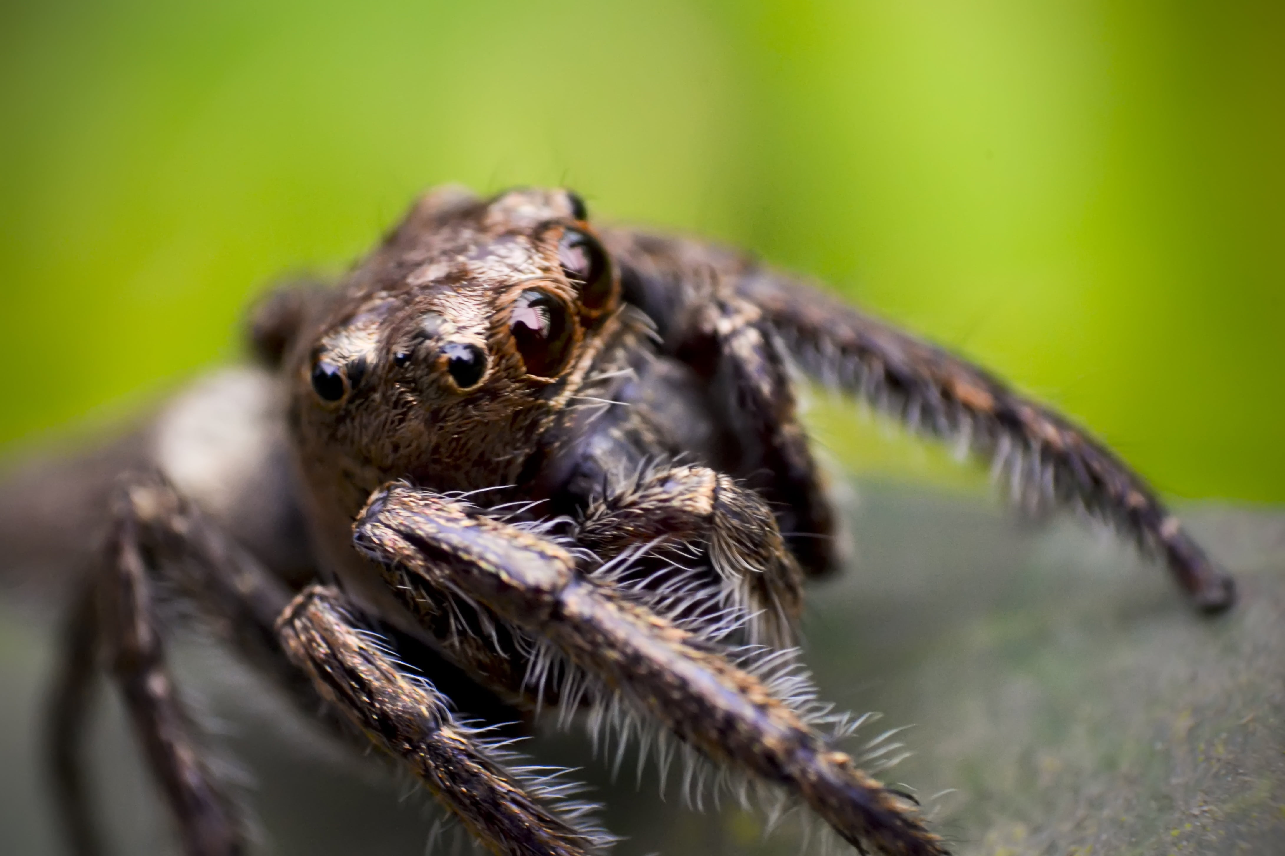 close, wildlife, arthropod, animal wildlife, zoology, close-up, wild, 4K, jumping, arachnid, nature, parasite, jump, spider, green color, arachnoid, animal eye, HD Wallpaper
