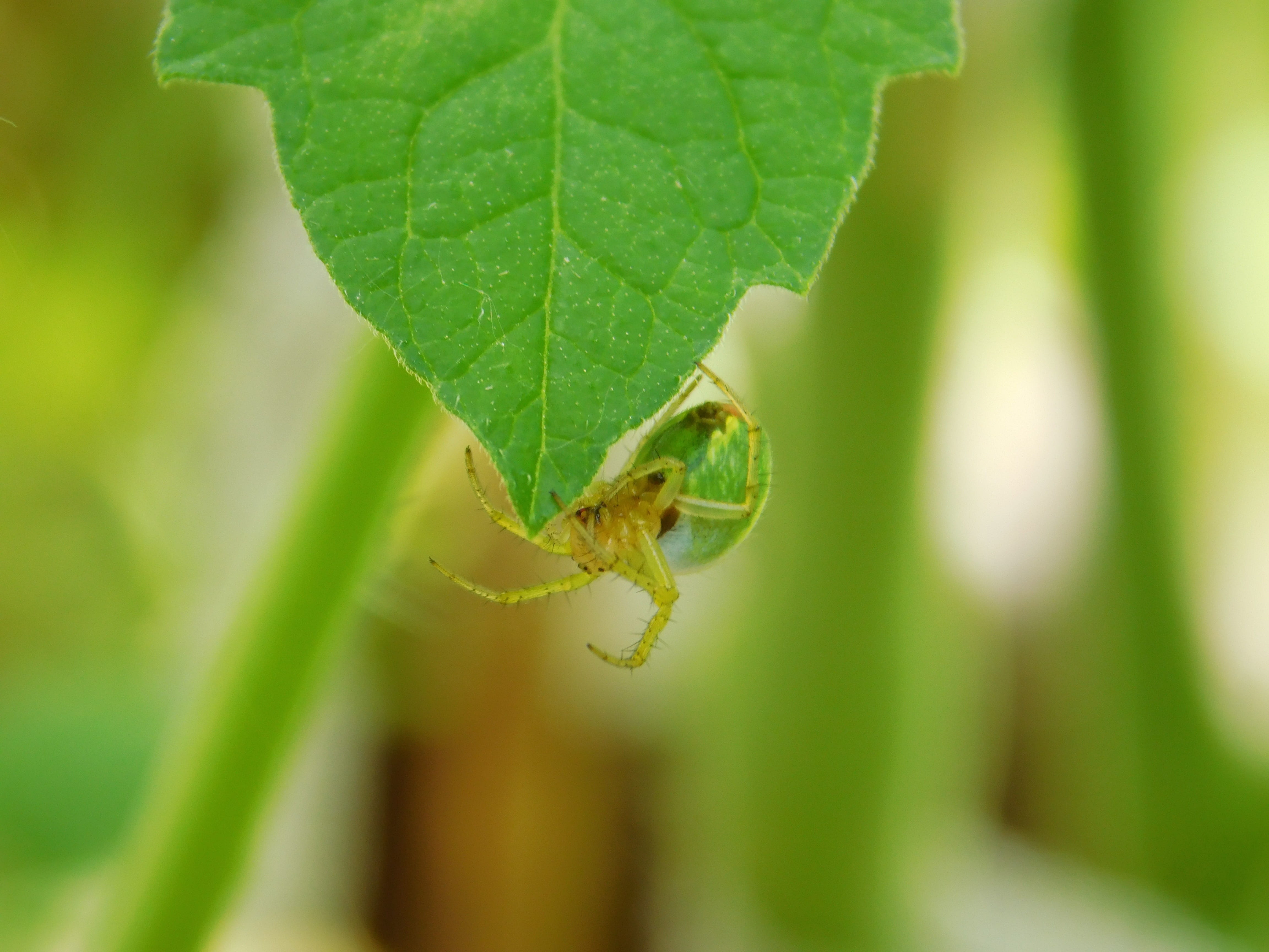 animals in the wild, growth, animal themes, beauty in nature, focus on foreground, green color, cobweb, plant part, 4K, animal wildlife, leaf, insect, HD Wallpaper
