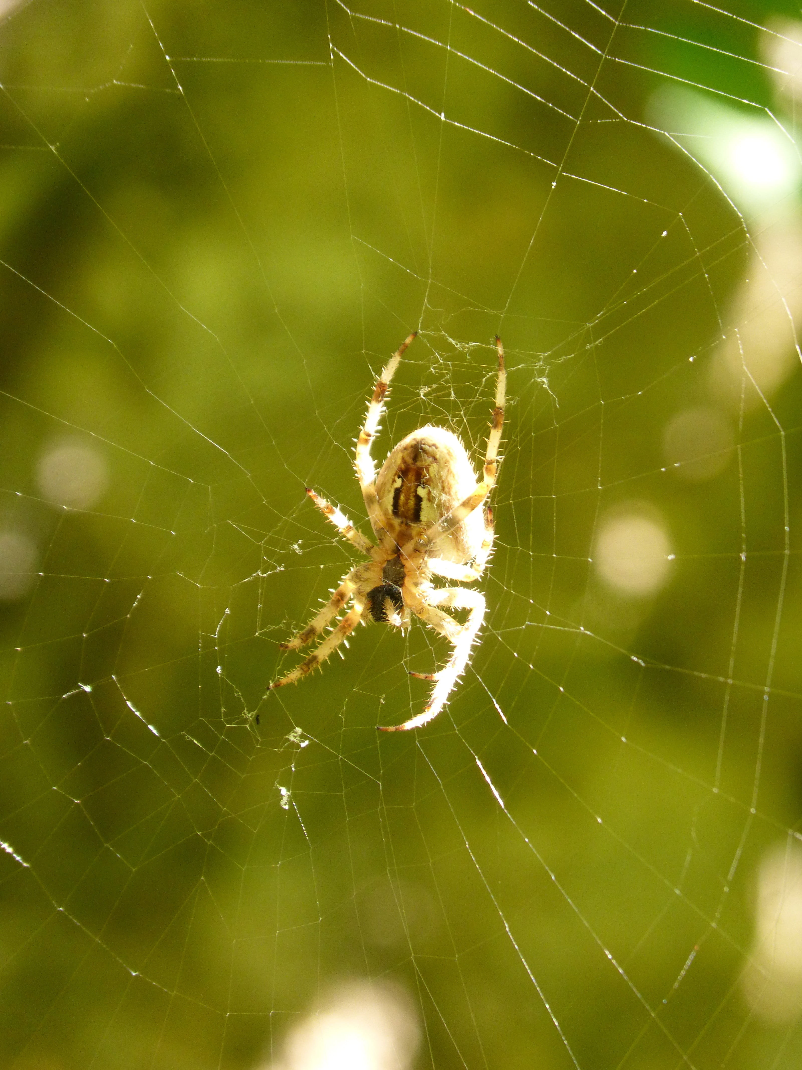 4K, hairy spider, animal wildlife, survival, animal themes, arachnophobia, focus on foreground, spider, day, one animal, spider web, web, vulnerability, Phone HD Wallpaper